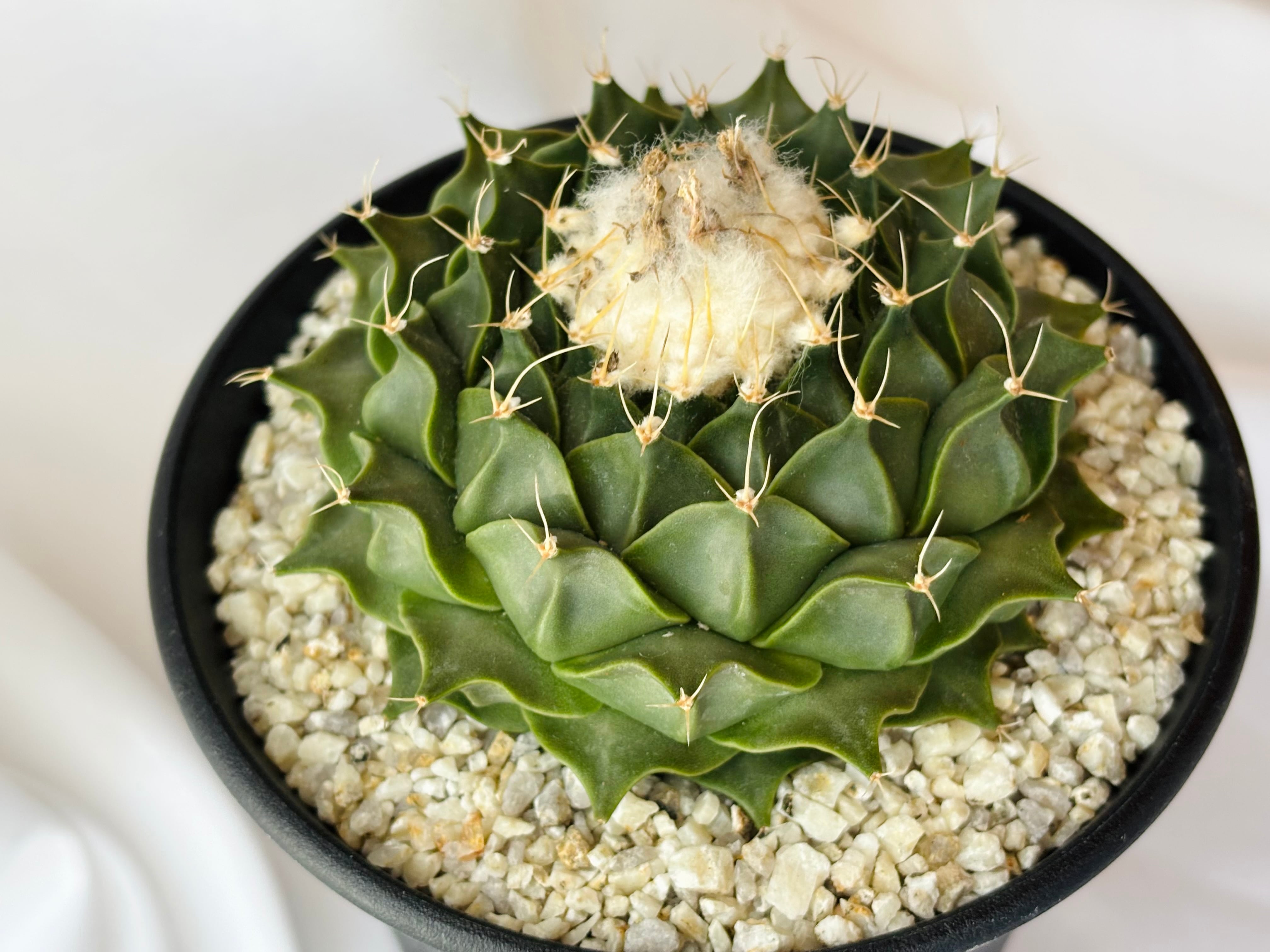 Obregonia denegrii オブレゴニア 帝冠 大疣選抜 サボテン