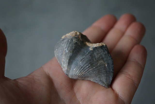 モロッコ産腕足類化石　Spinocyrtia elburzensis 1111