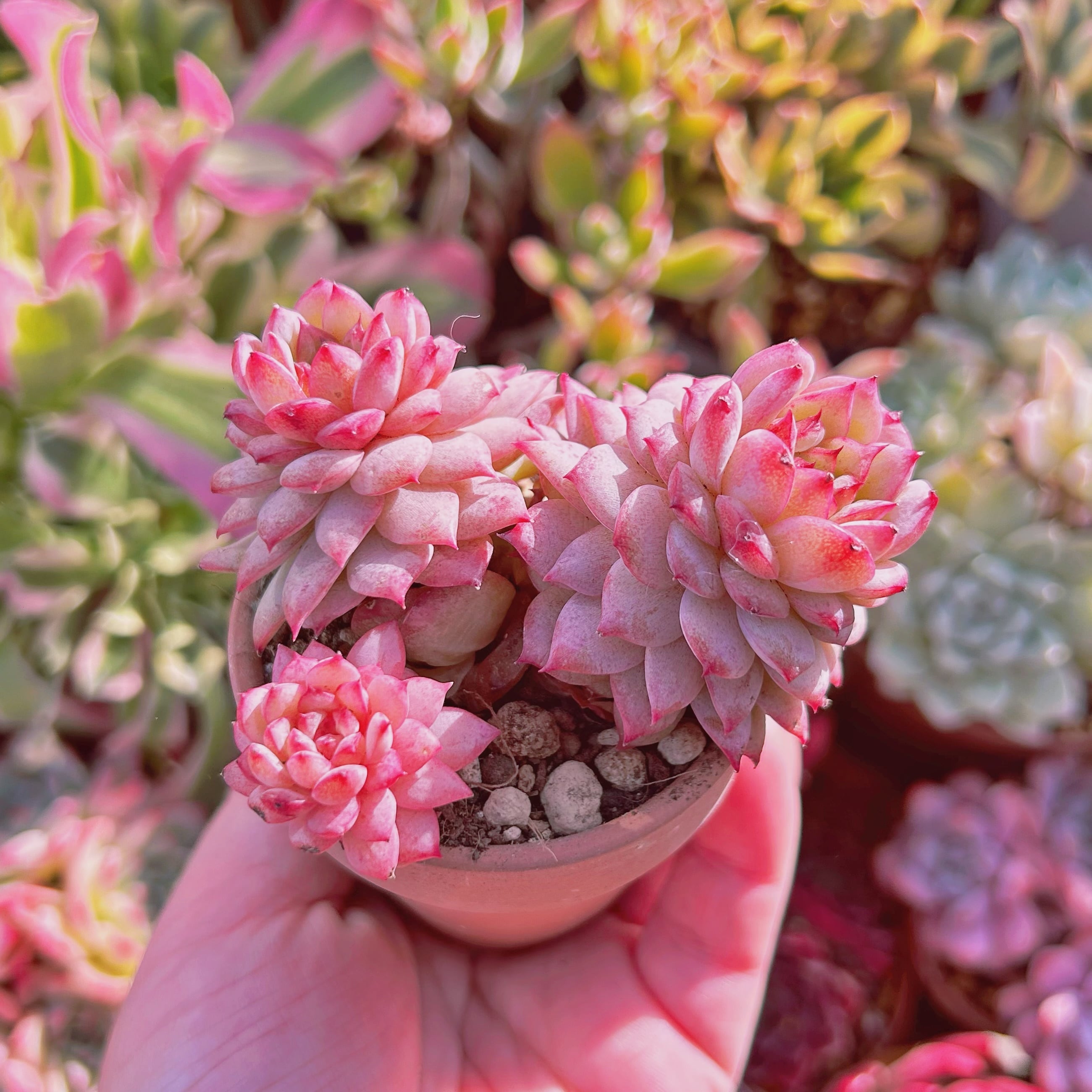多肉植物 ブルーピーコック 3~4頭 群生 | るる農園~多肉植物専門
