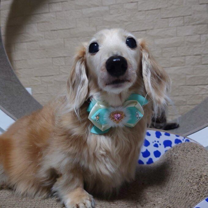 犬猫チョーカー レギュラーサイズ ハートチョーカー リボン 犬用 猫用