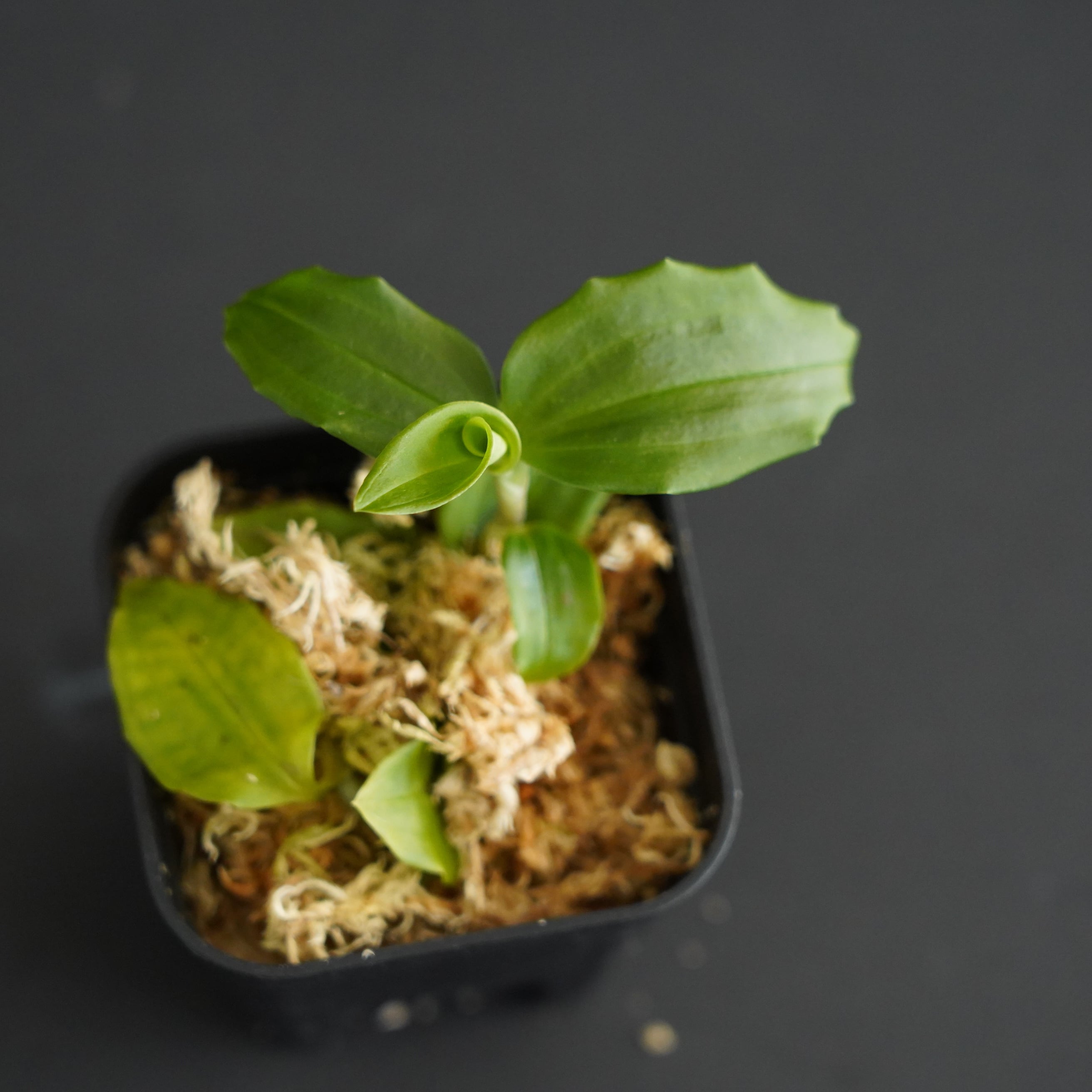 ◇現品◇ツユクサシュスラン Goodyera foliosa var. commelinoides