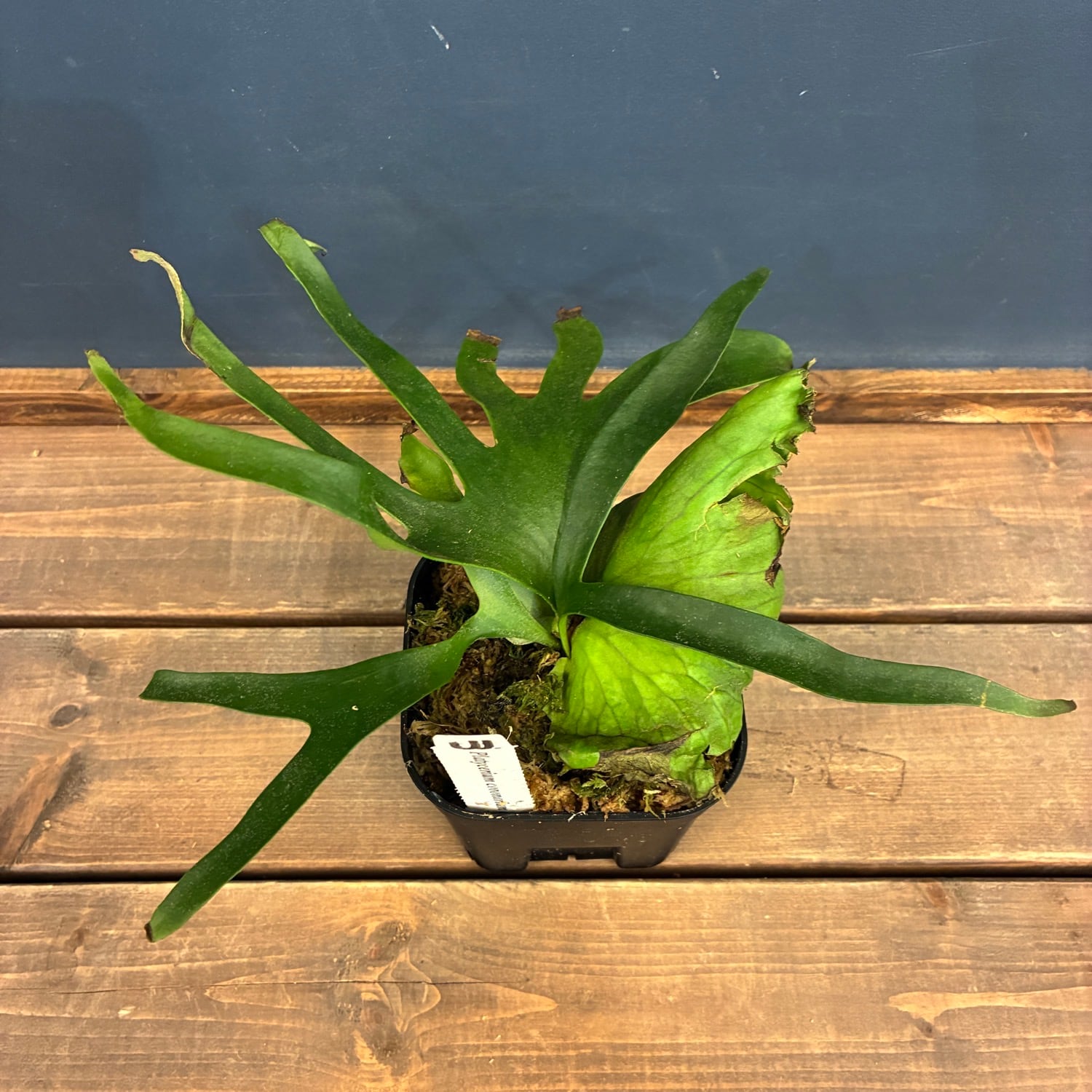 ビカクシダ P. coronarium cv 'QQ' (TC)【402】 | PROTOLEAF プロトリーフ