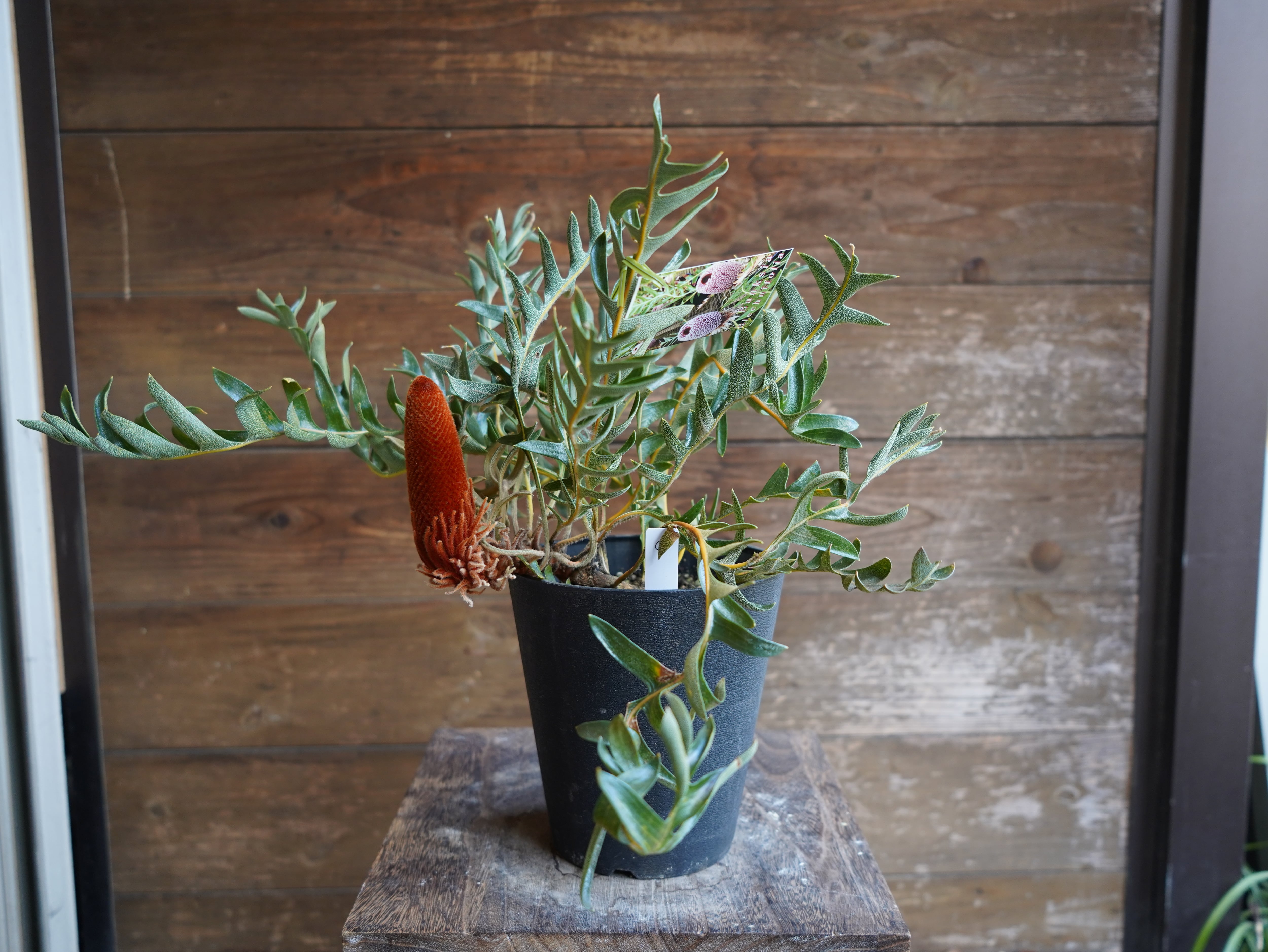 【現物】バンクシア　"ブレイクニフォリア"　C