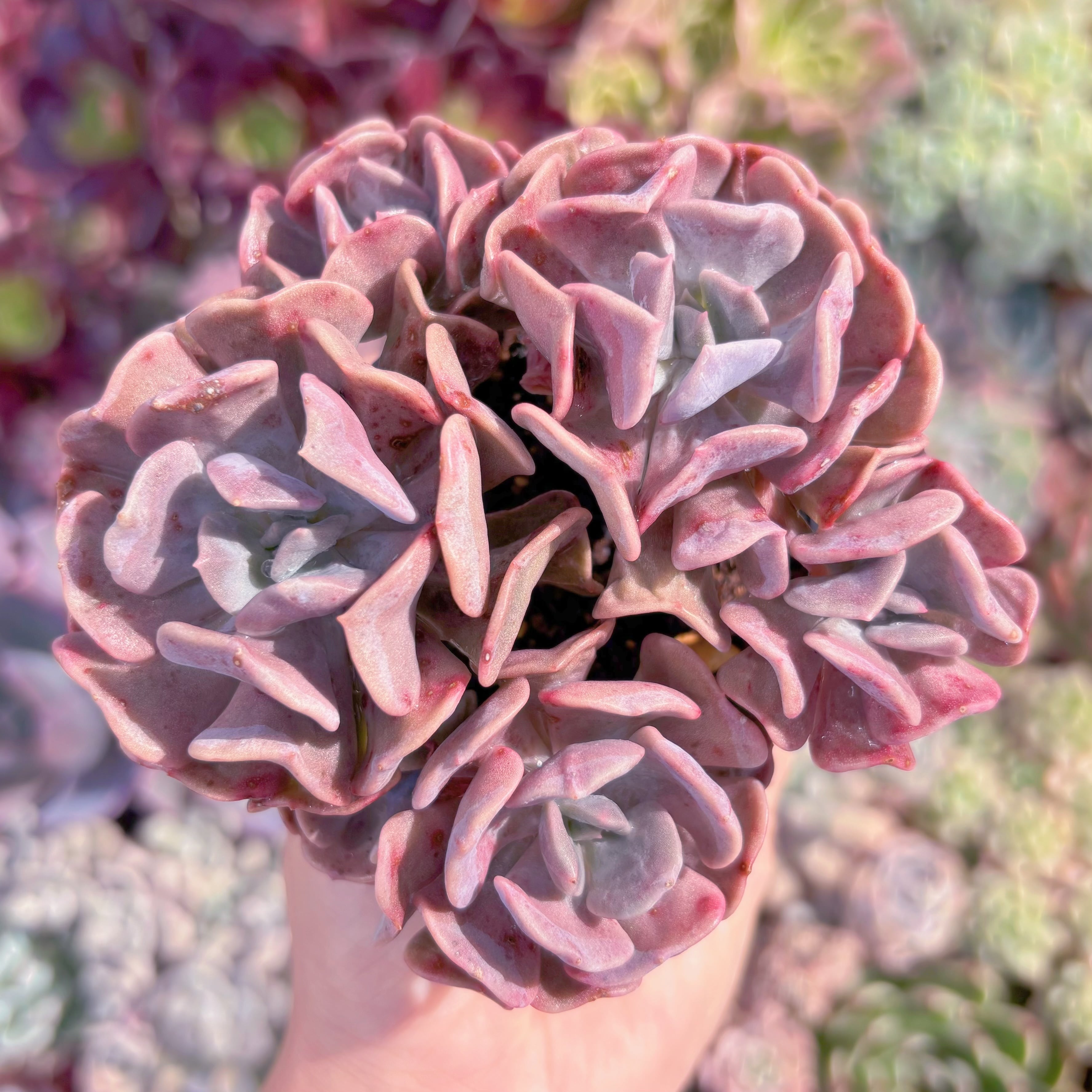 現品　キュービックフロスト#602　群生　るる農園