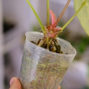 Red Crystallinum × Silver Blush / アンスリウム・レッド クリスタリナム × シルバーブッシュ⑦