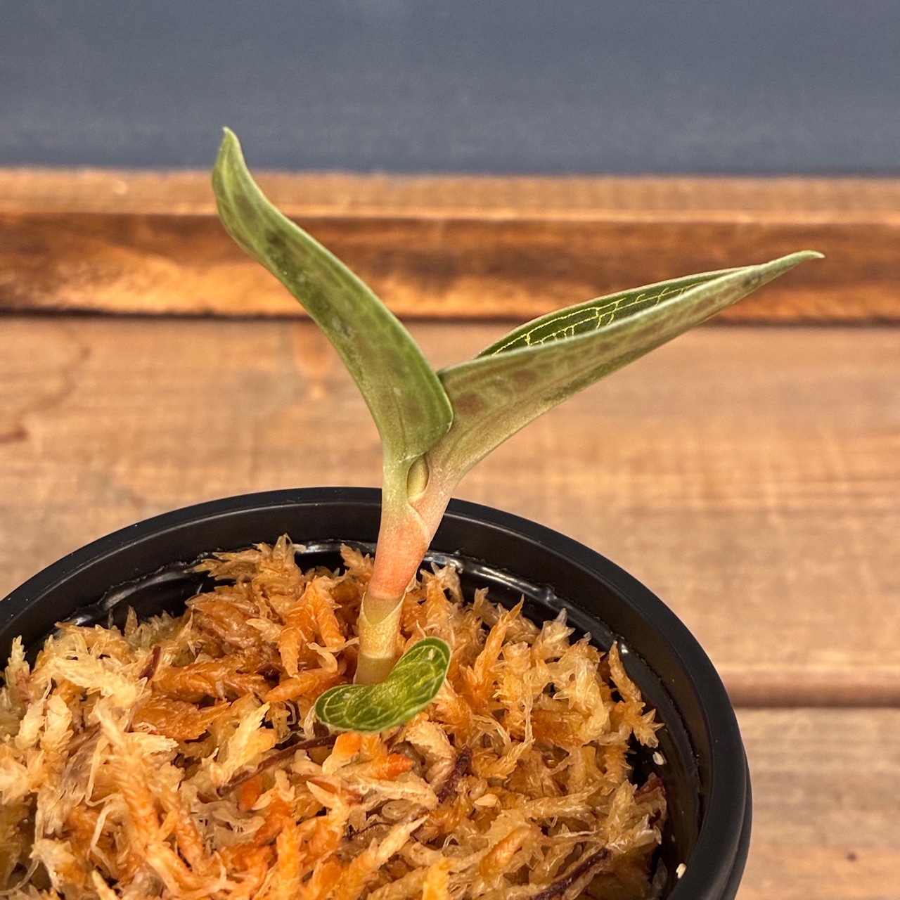 【新着3日限定10%OFF】ジュエルオーキッド マコデス ペトラ タイランド【649】