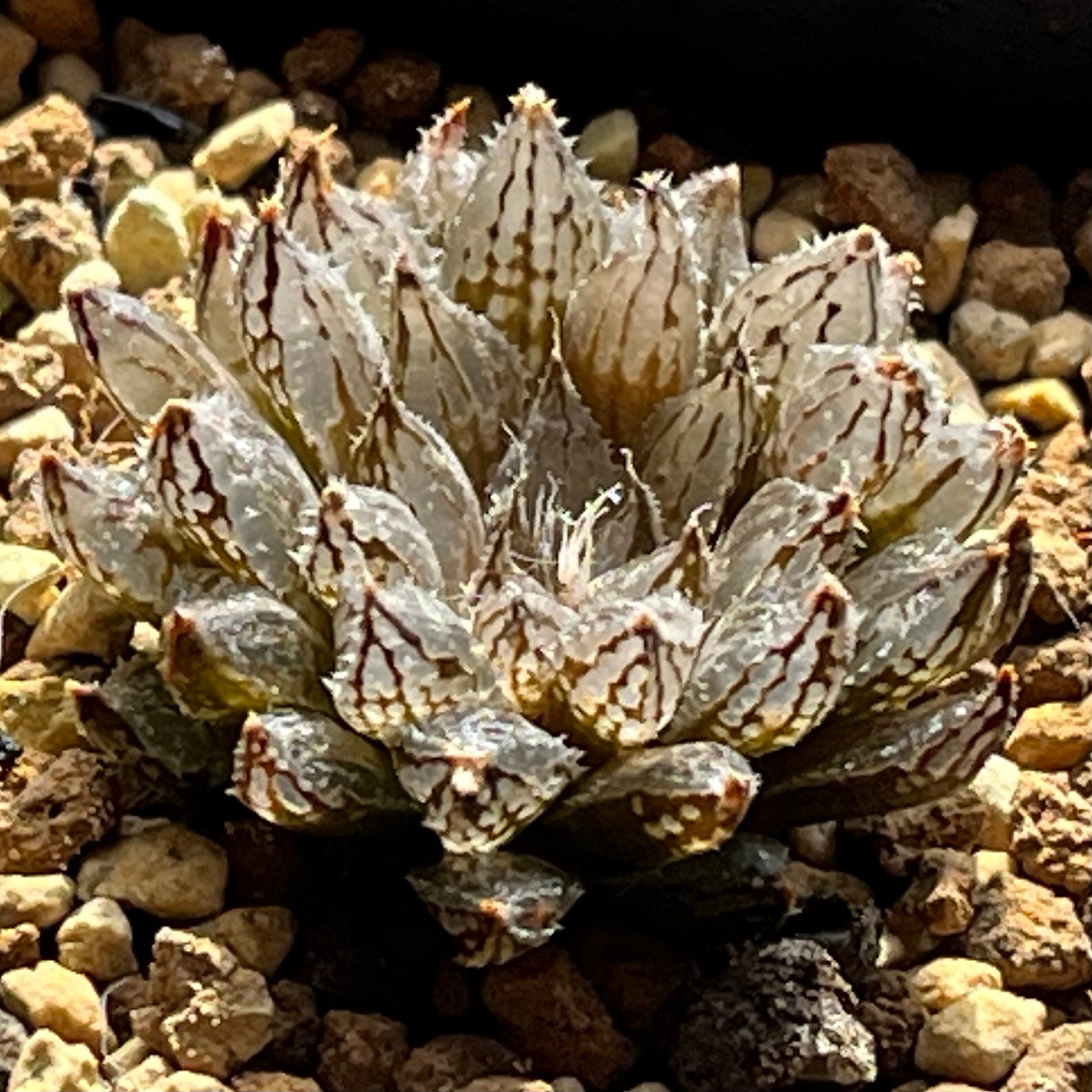 ハオルチア スターズフェアリー | mocono_plants