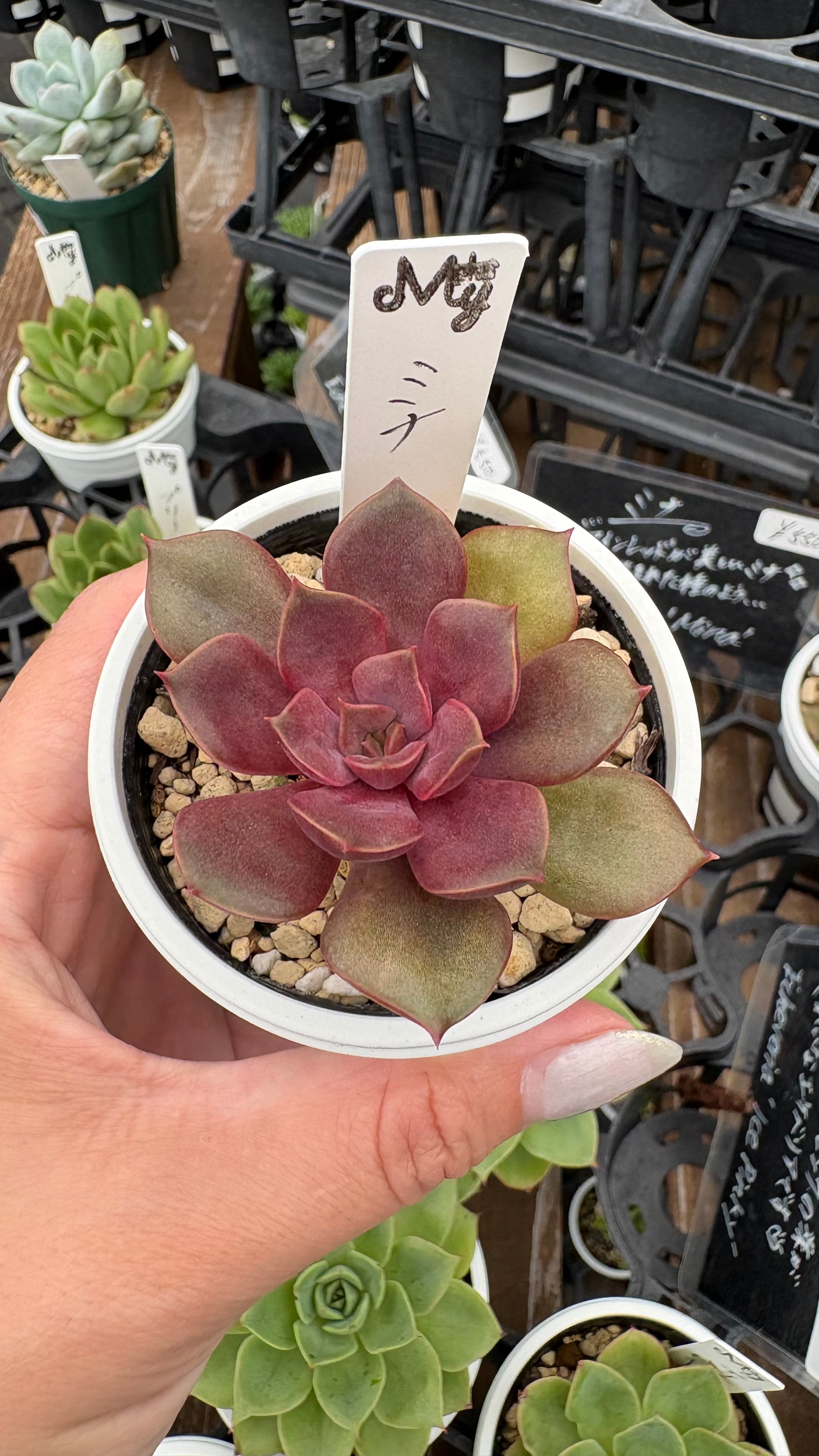 希少株 ハオルチア 斑入り 初霜錦 多肉植物 3号鉢 | PAY ID
