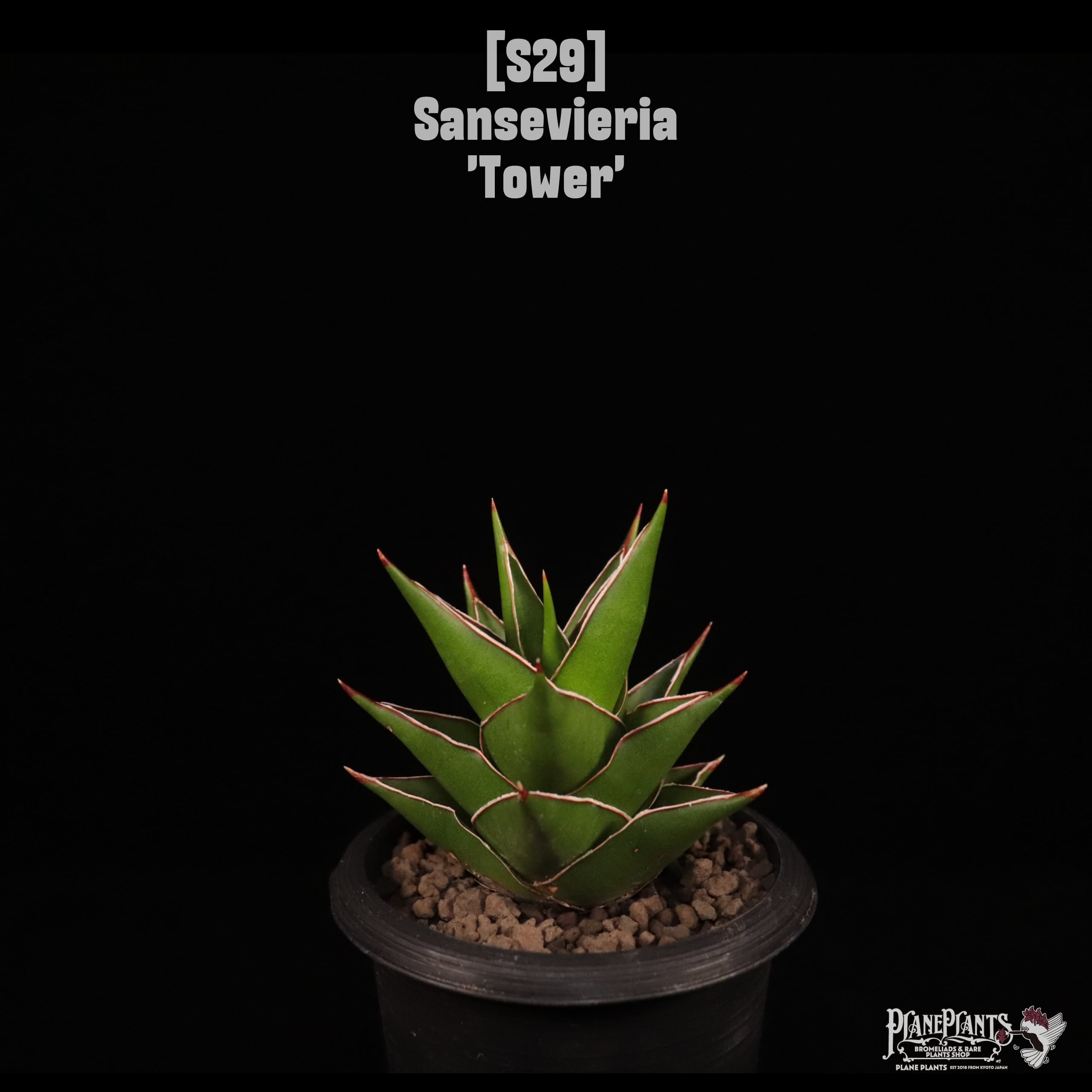 【送料無料】Sansevieria 'Tower'〔サンセベリア〕現品発送S29