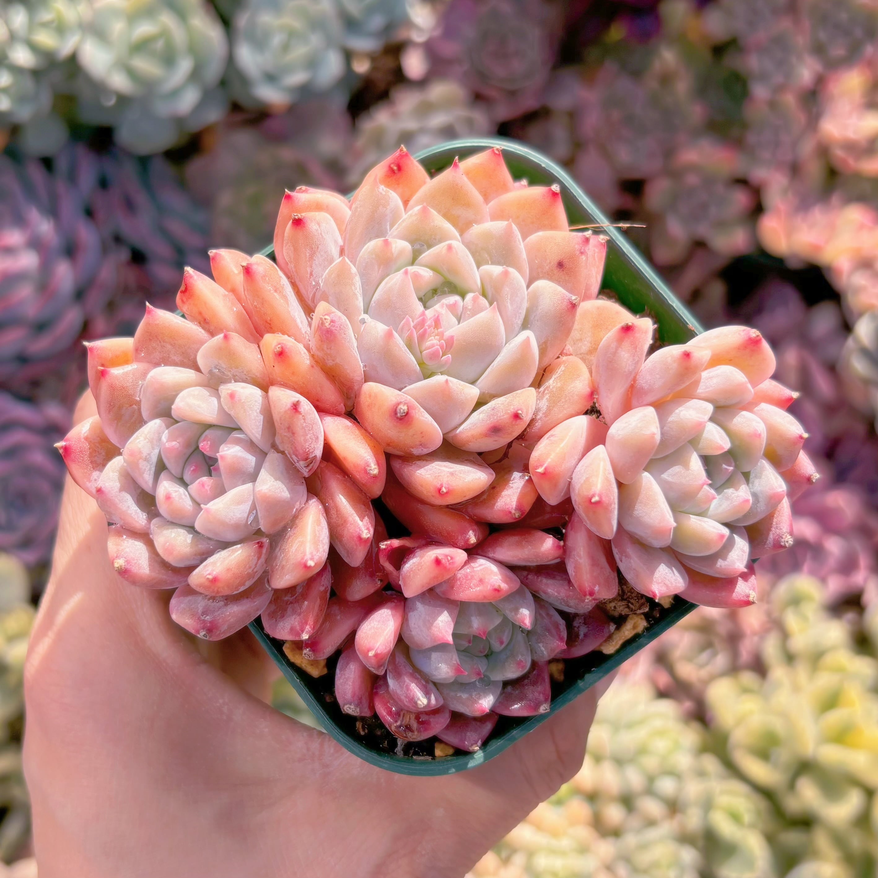 現品　プロリフェラxラウル#833　るる農園