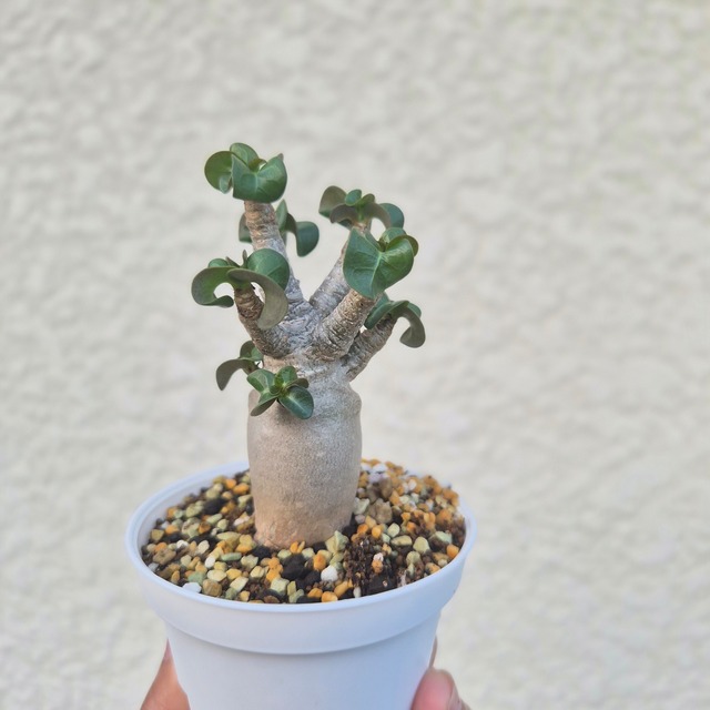 Sサイズ➄《 Adenium Arabicum D.H.A》アデニウム アラビカム 獅子葉 ドーセットホーン 塊根植物 巻葉