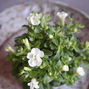 mondimanche ペチュニア湘南ピスタチオ・ヴェルデ｜新色の暑さに強いお花　希少　１株で大きく広がる