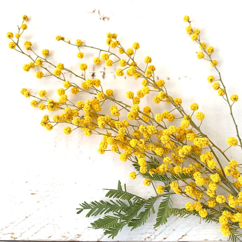 ミモザ アカシア イタリア産 22年2月入荷分 ドライフラワー 自然素材こわけ専門店 あじさいや