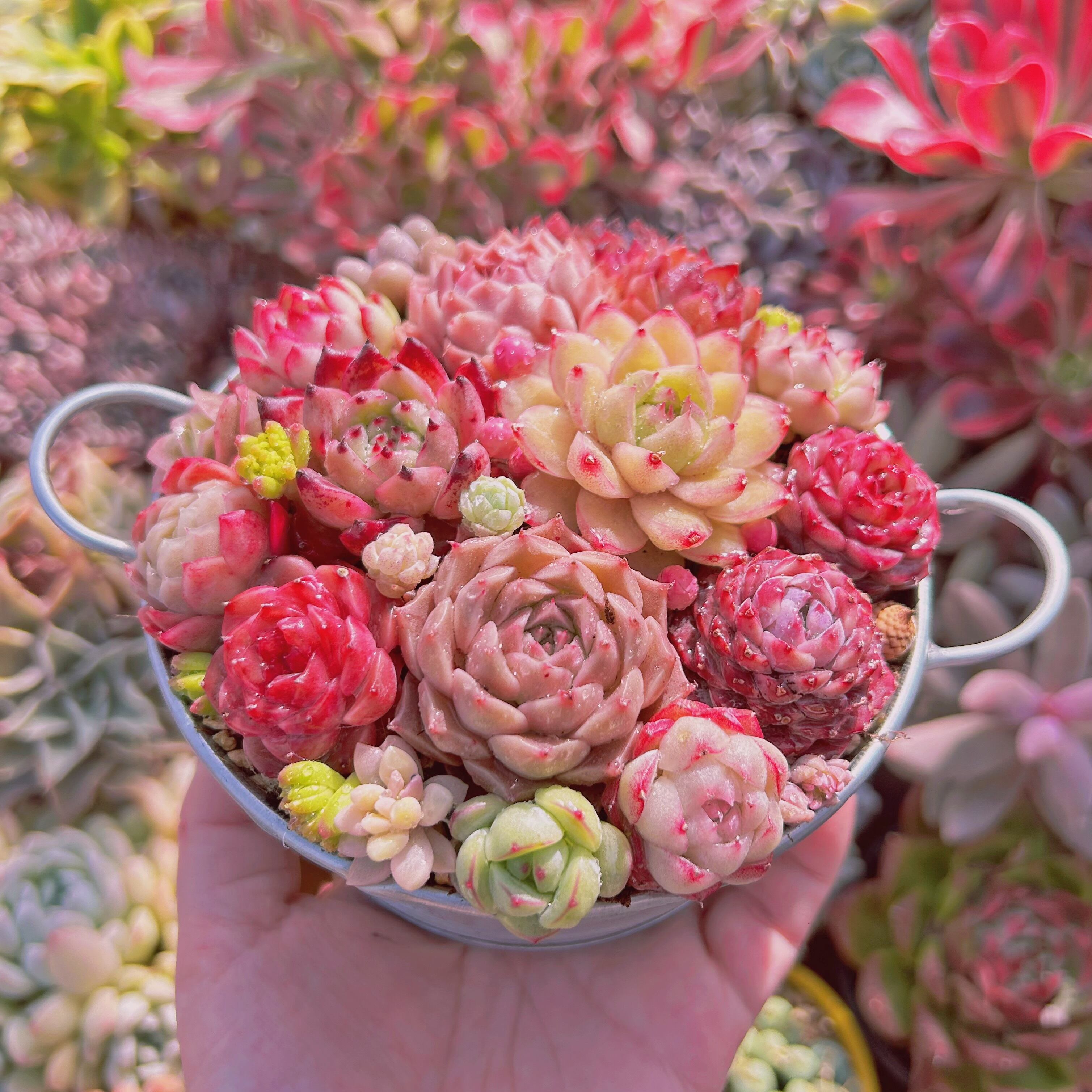 506現物 寄せ植えセット | るる農園~多肉植物専門