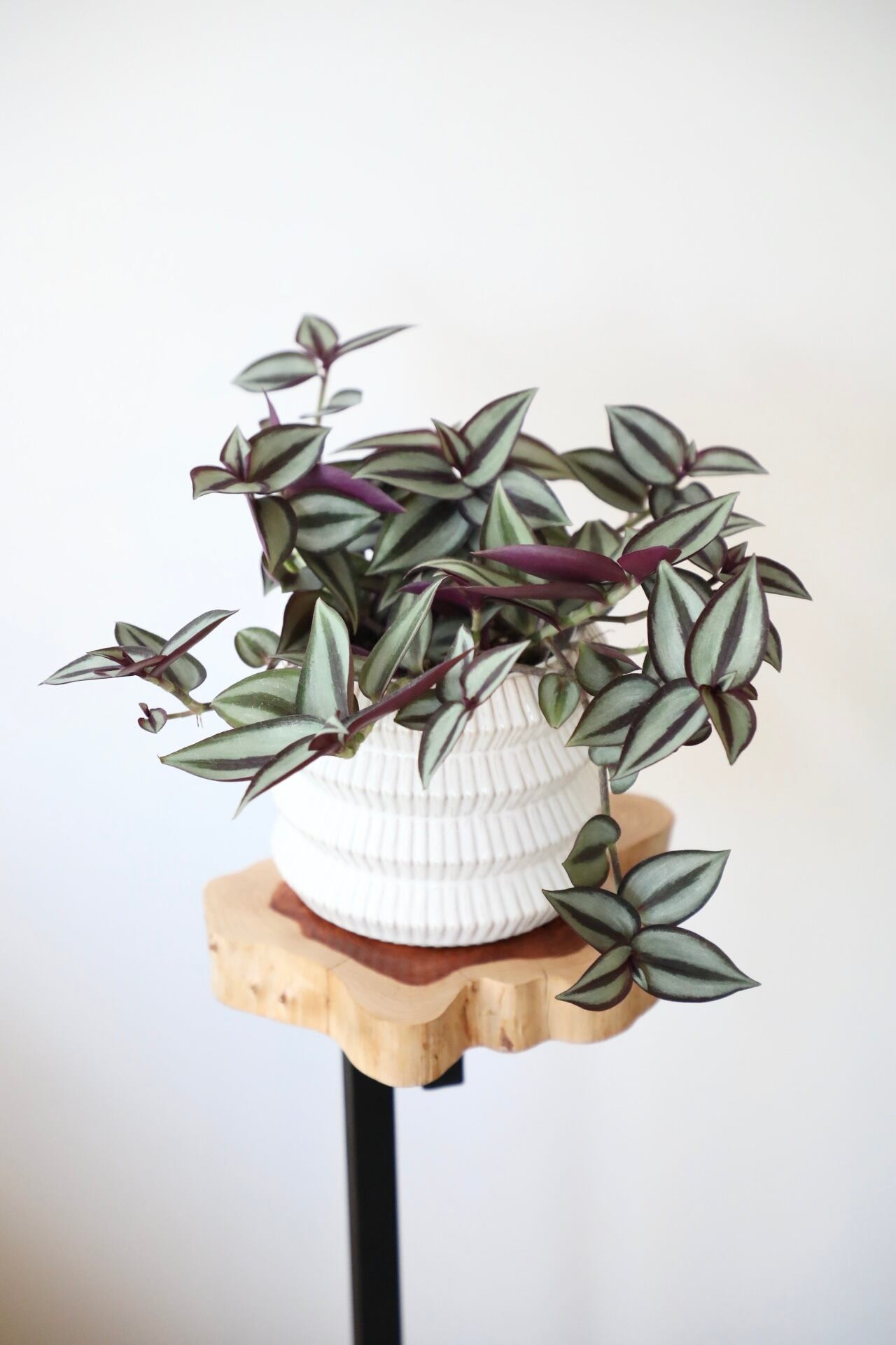 トラディスカンティア ゼブリナ/ ※陶器鉢カバー付き | 【厳選植物・器