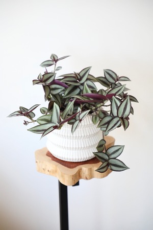 トラディスカンティア ゼブリナ/ ※陶器鉢カバー付き