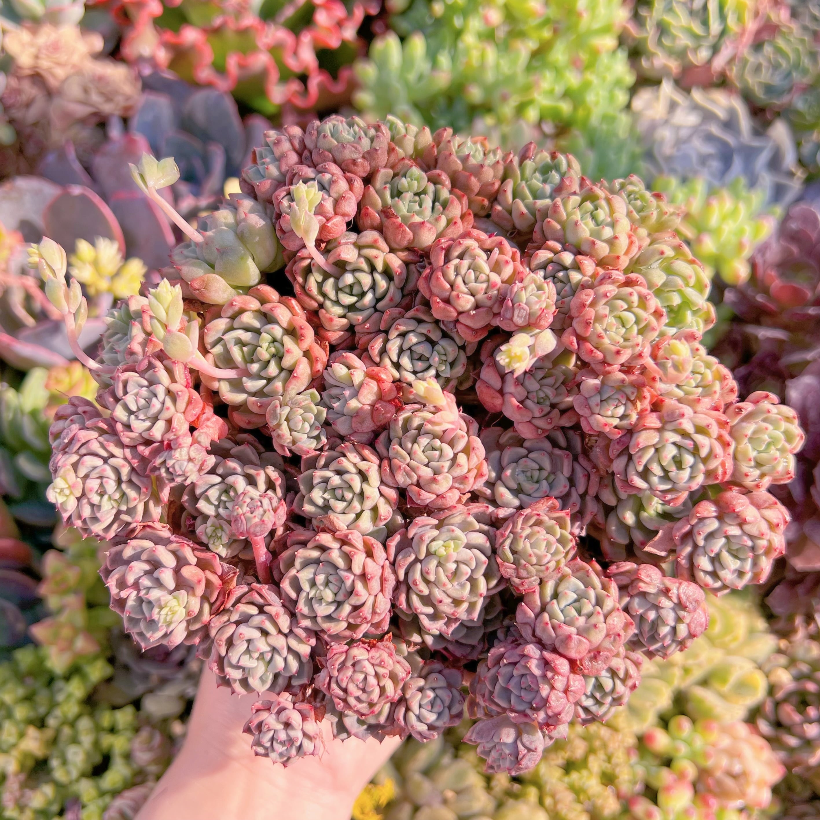 現品　スノーピーチ#F027　大群生　新入荷　るる農園