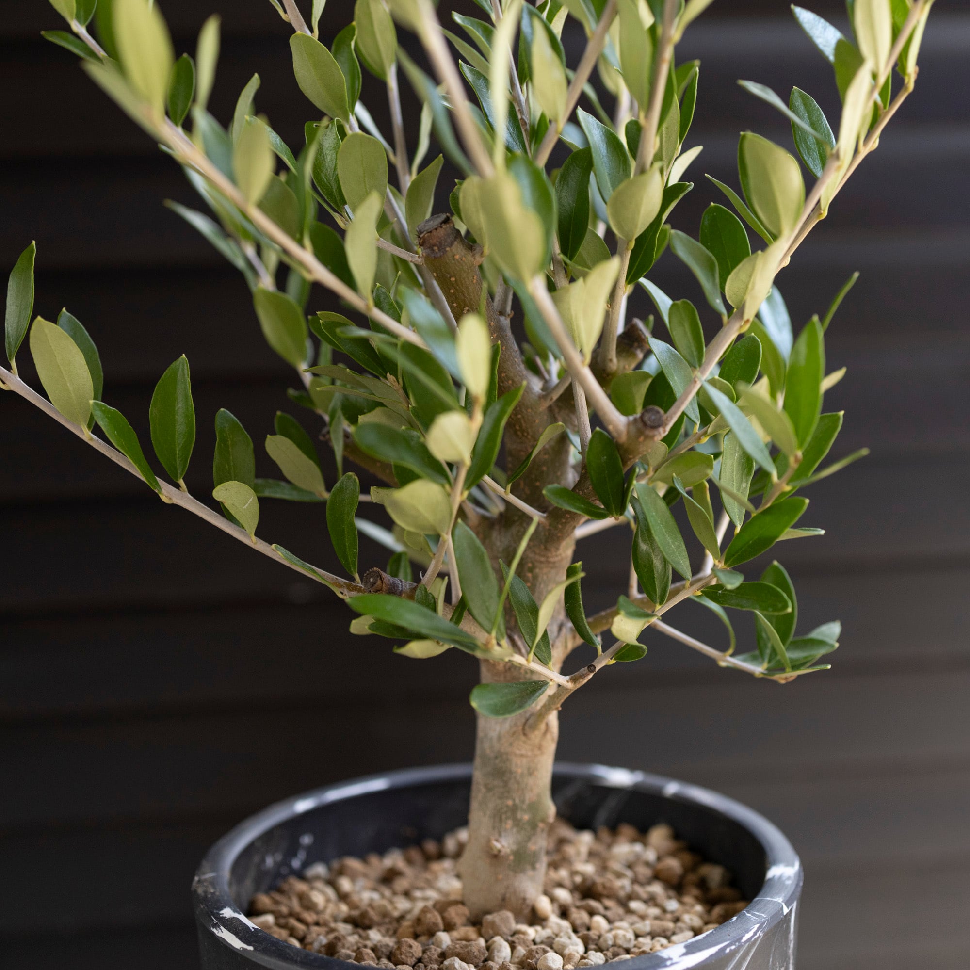オリーブの木　コロネイキ　7号　約120cm　NO.504　一点物 オリーブの木 コロネイキ 7号 約120cm NO.504 一点物 【公式通販】