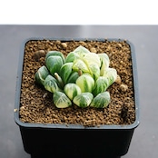 カット苗 特ダルマオブツーサ錦 舞姫 限定1本 Haworthia obutusa 'Maihime'