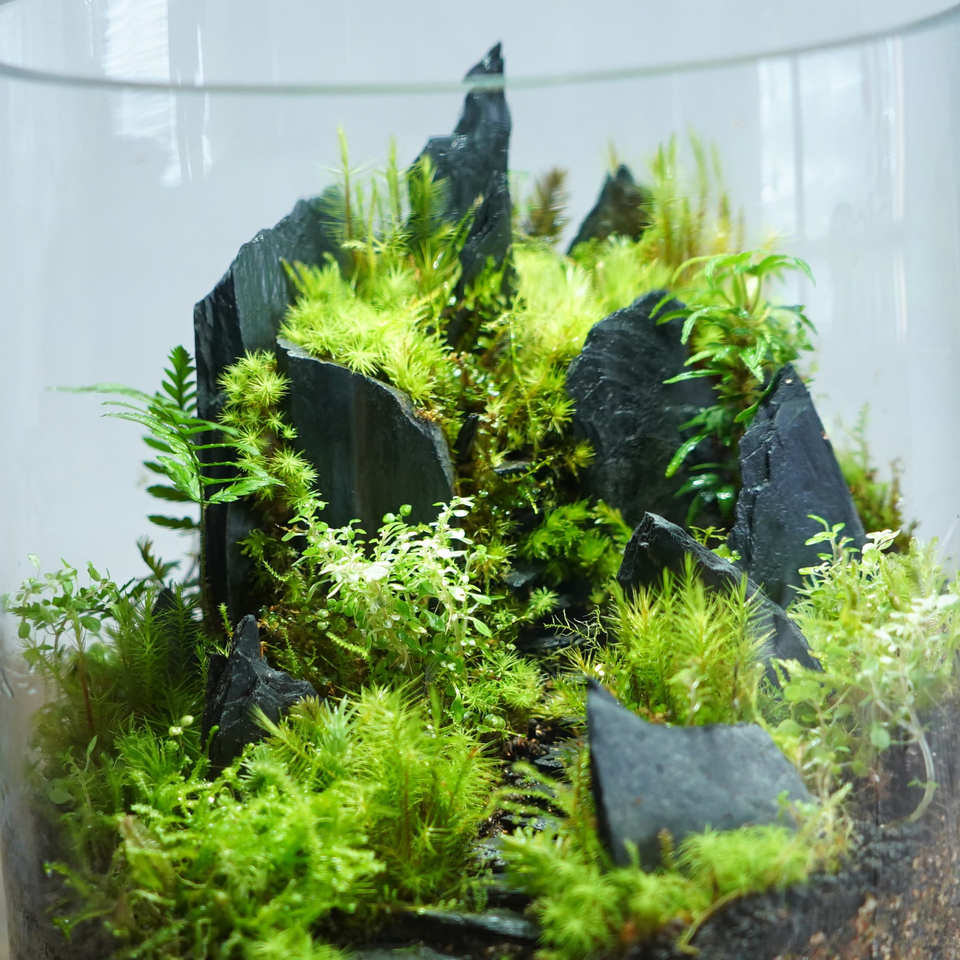 苔テラリウム作品『悪魔の砦』◇限定作品 2.20＃3 | 苔テラリウム専門