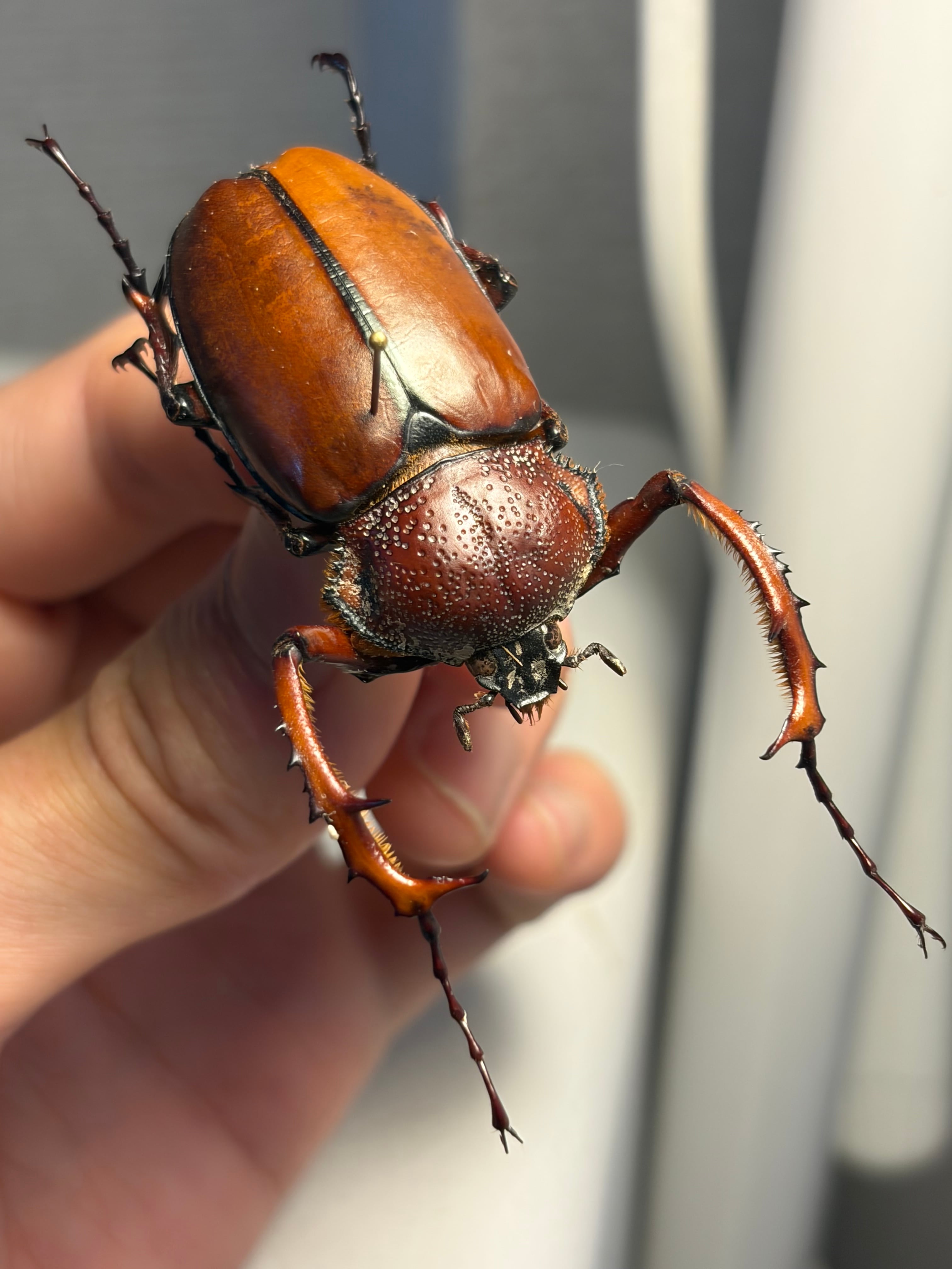 WC43mm】ダビディヒメテナガコガネ 標本 テナガカミキリ 昆虫標本 甲虫