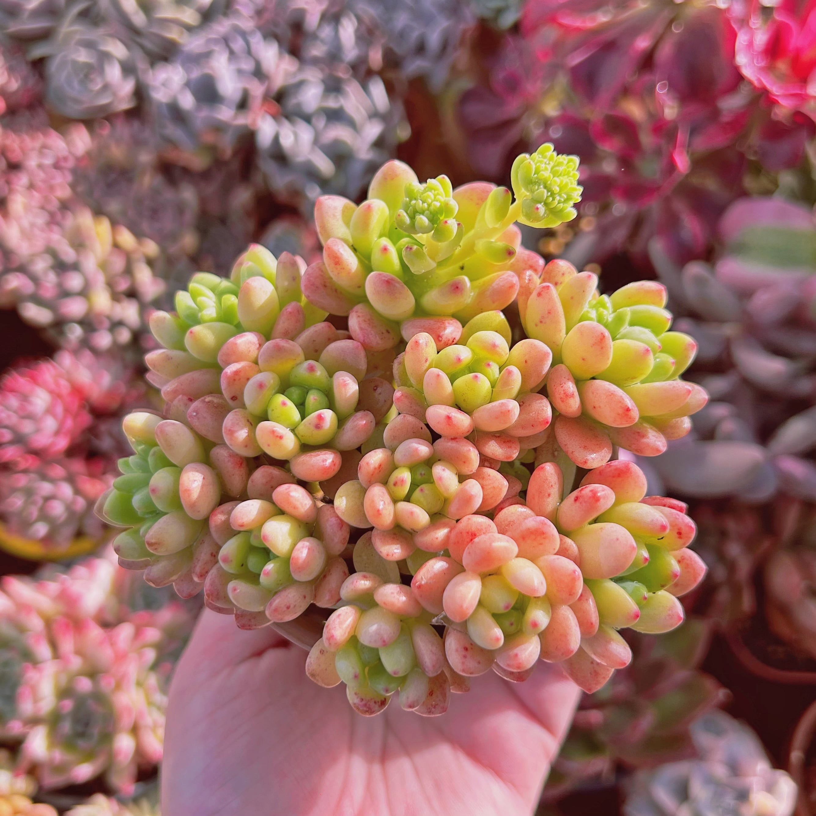 #276現物　多肉植物　Sedum  Shangri La