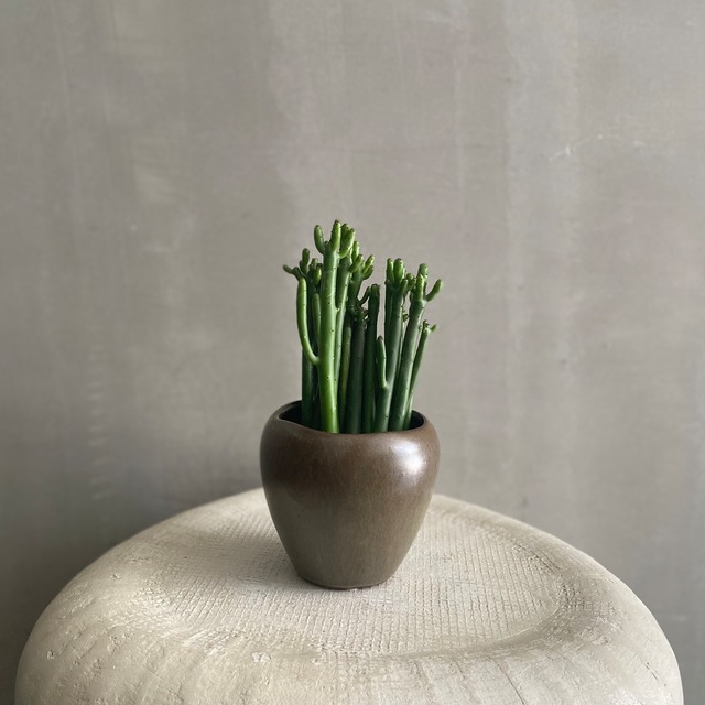 ユーフォルビア セドロルム 多肉植物 Cado Marlmarl