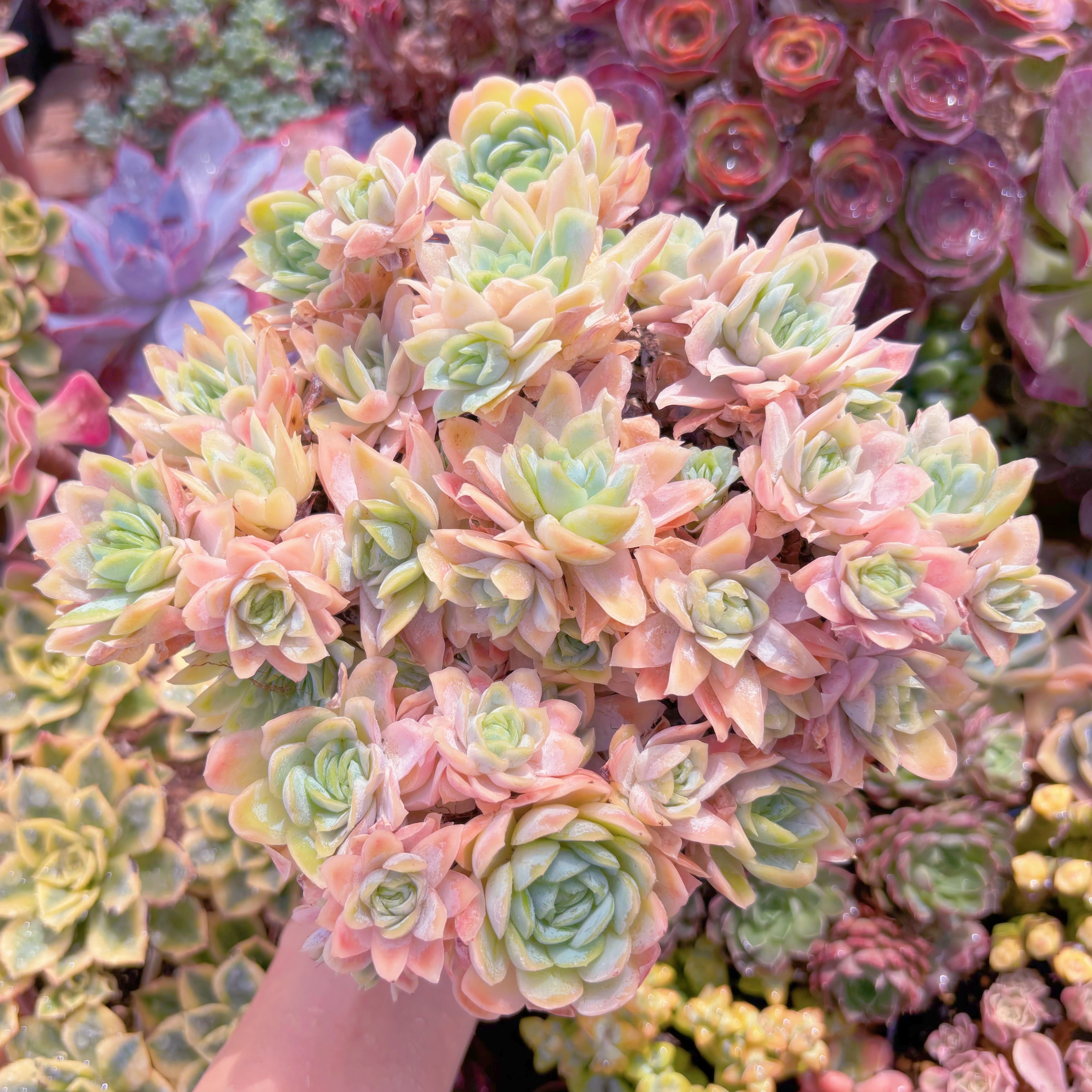 現品　クィーンローズ覆輪錦#2005　特大群生　るる農園