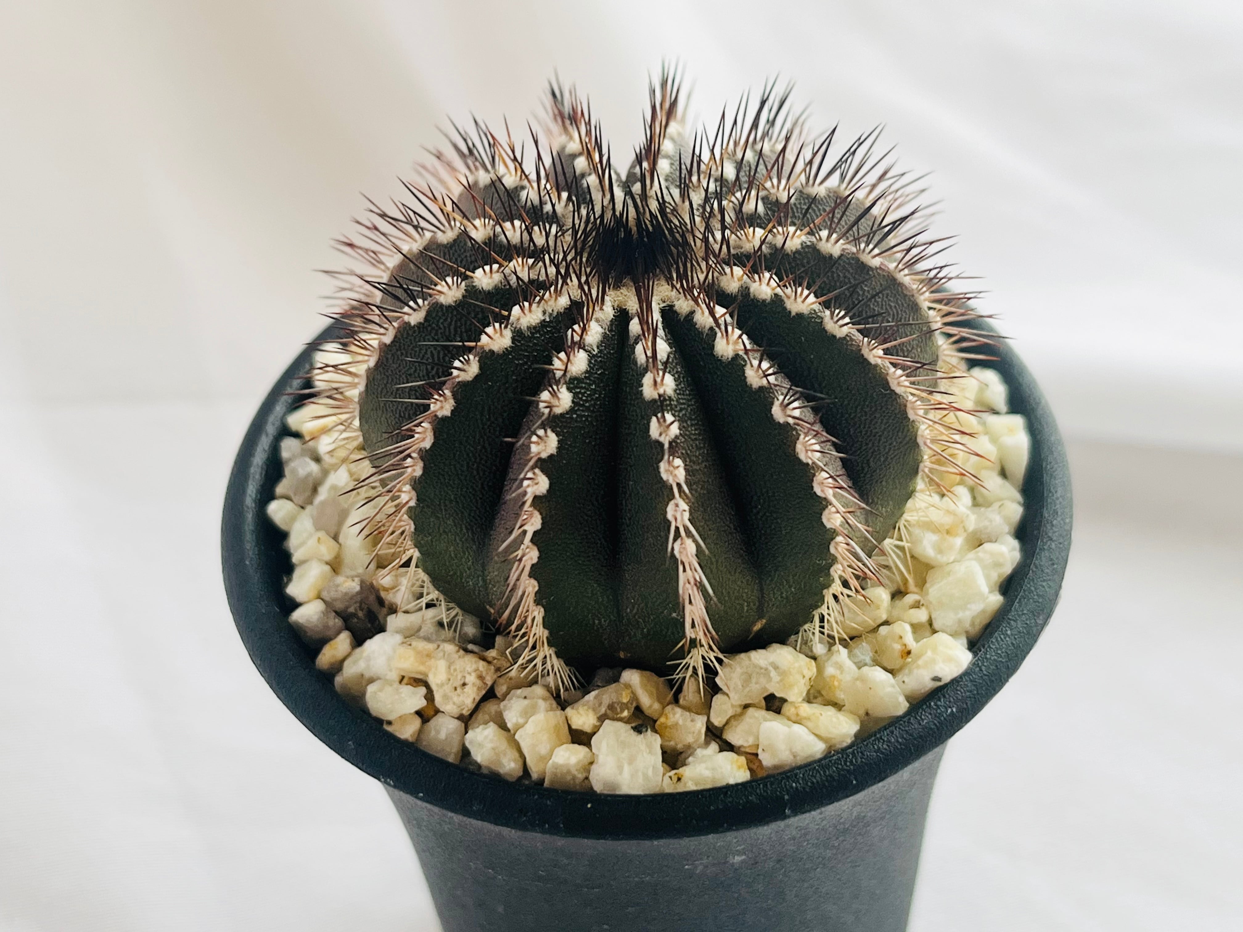 Uebelmmania pectinifera ユーベルマニア・ペクチニフェラ サボテン