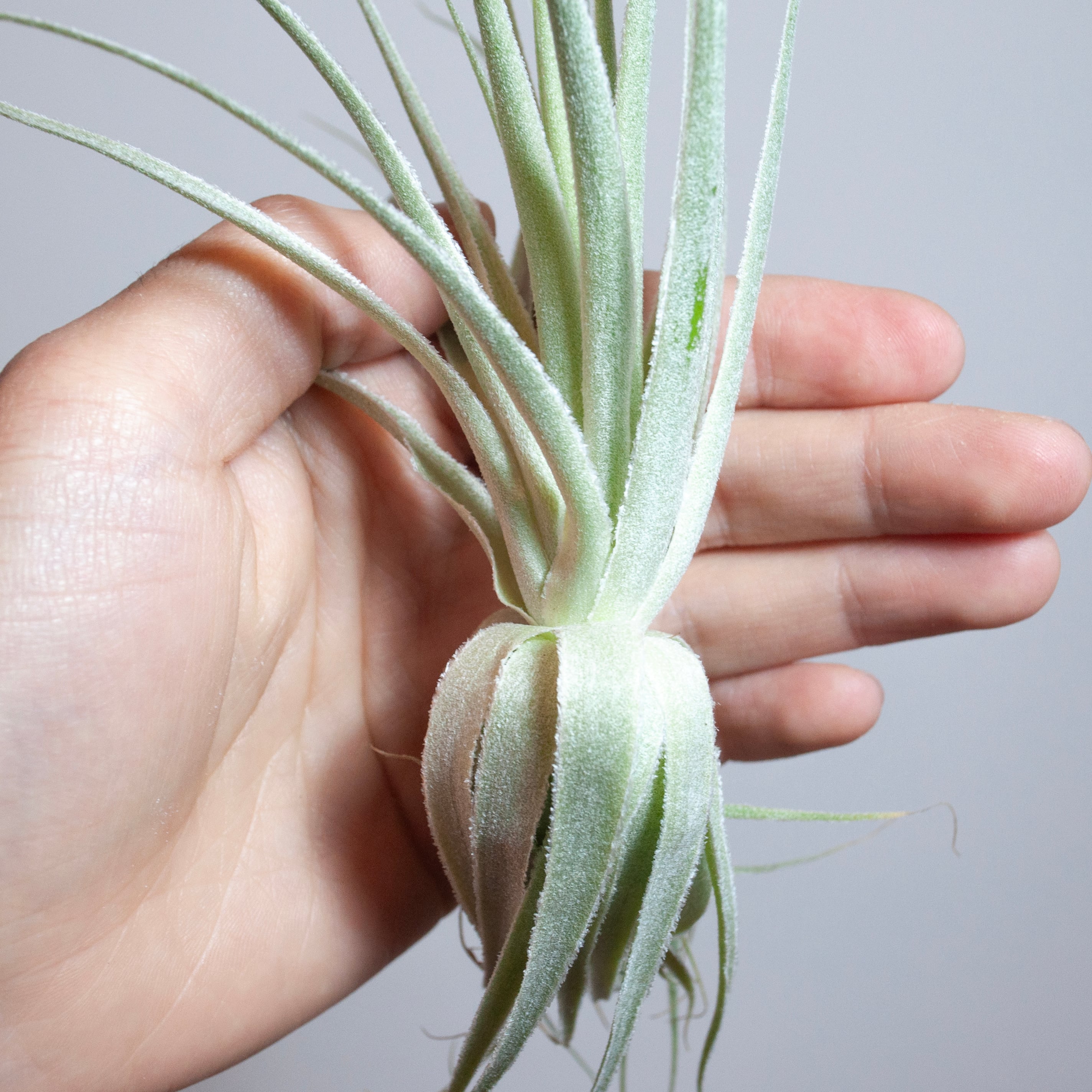 ガルドネリー | カエルが暮らす森