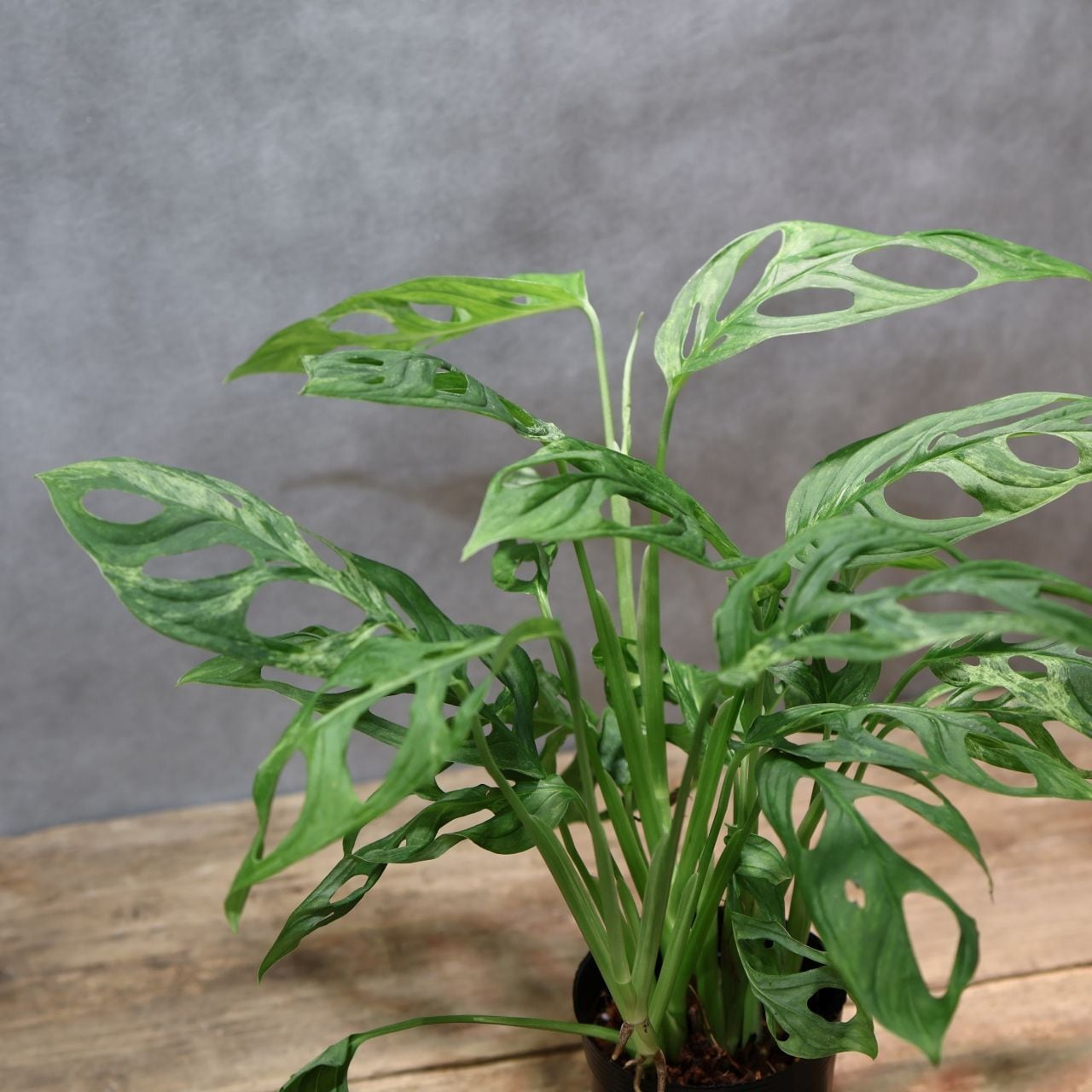 観葉植物【フィロデンドロン  ジョーピー バリエガタ】 モンステラ 斑入り植物 観葉植物【フィロデンドロン ジョーピー バリエガタ】 モンステラ