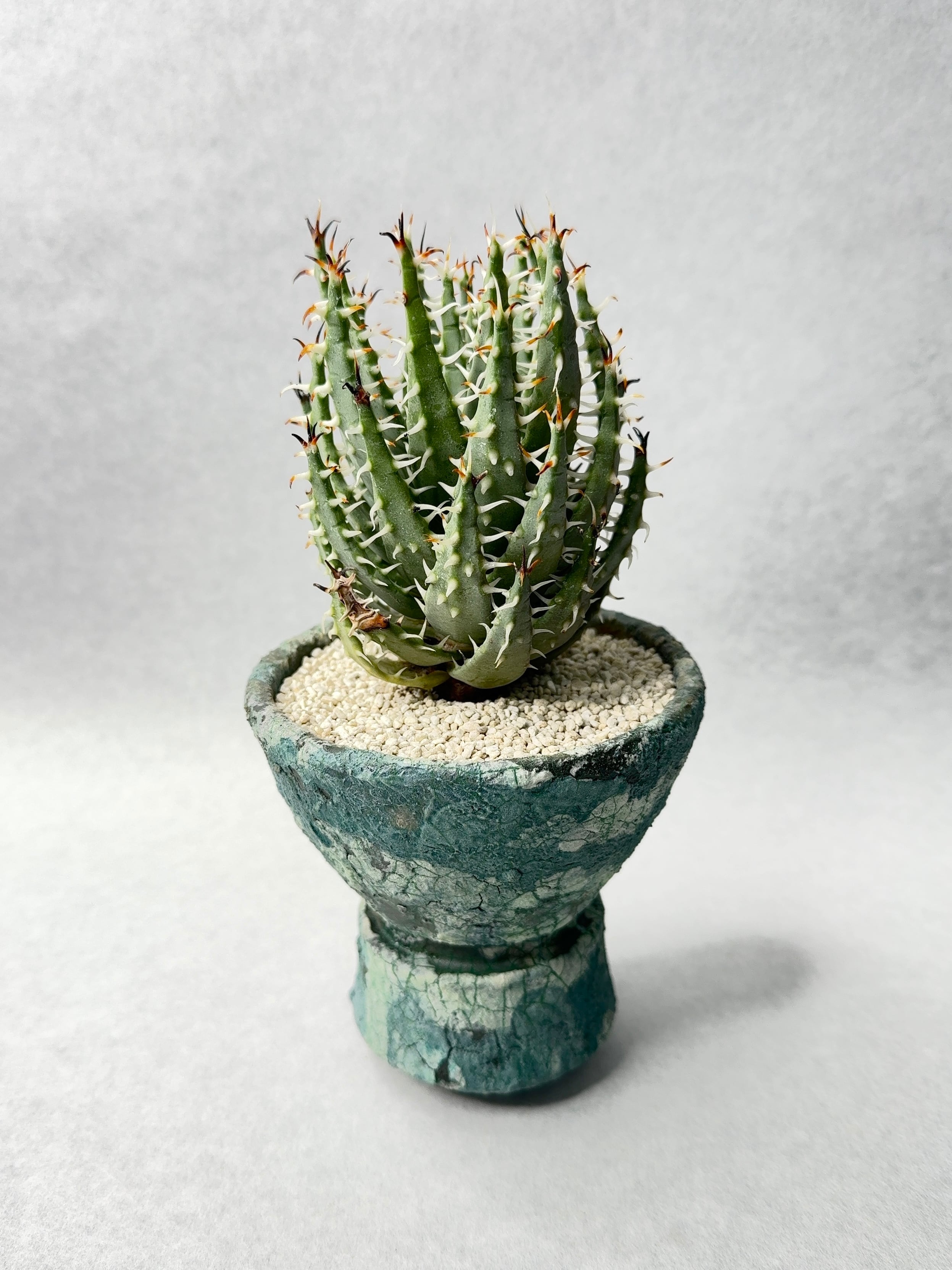 アロエ・エリナケア | trigger