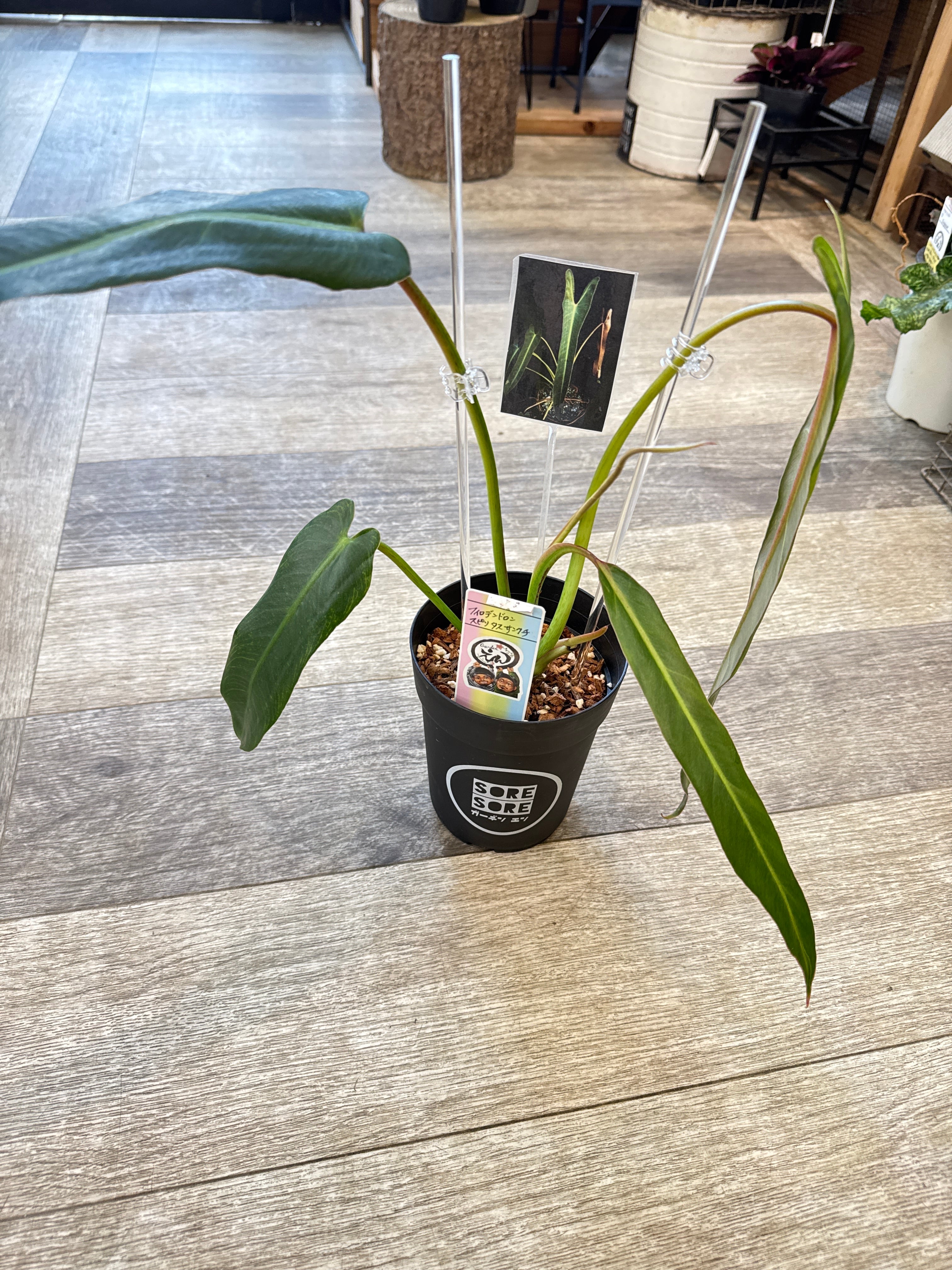 フィロデンドロン スピリタスサンクチ | Gardenえん 【観葉熱帯植物】