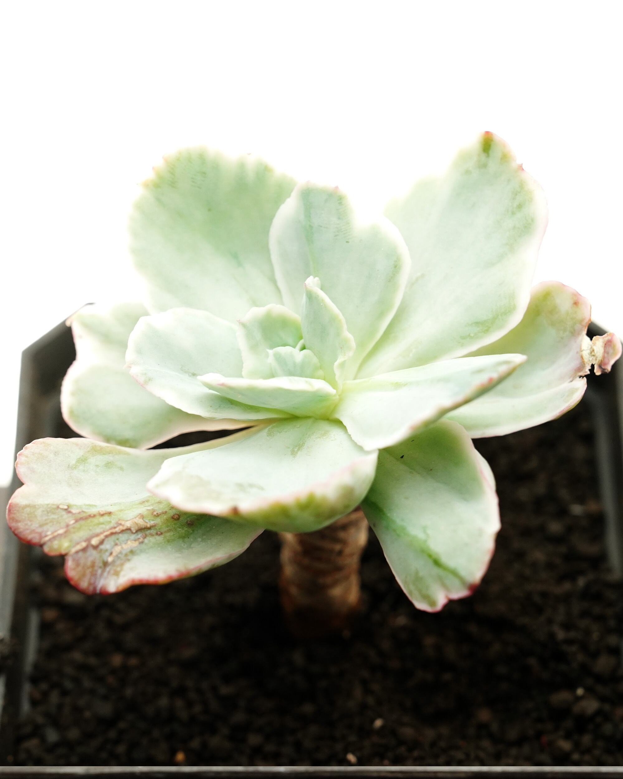 発根済カット苗 パープルバタフライ錦 Echeveria 'Purple Butterfly