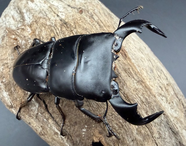 【WD】《ダイオウヒラタ アルゴプーロ産 73mm ペア》②