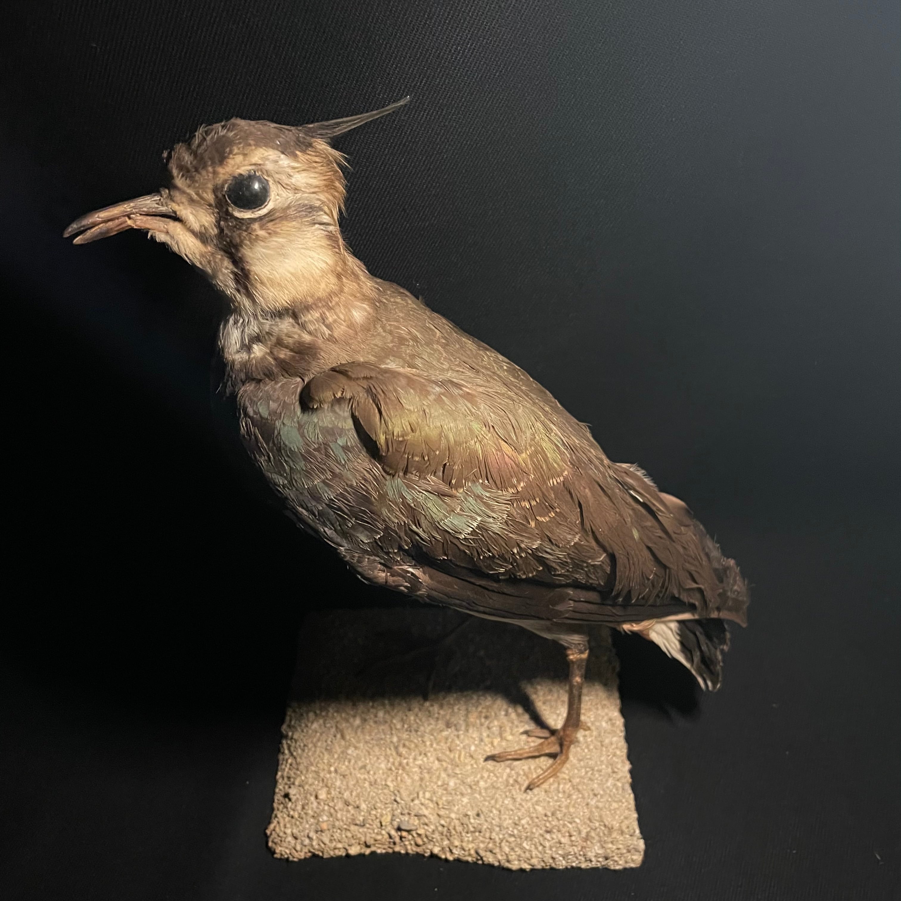 古い鳥の剥製 | quelque jour（フランスアンティーク＆ブロカント）