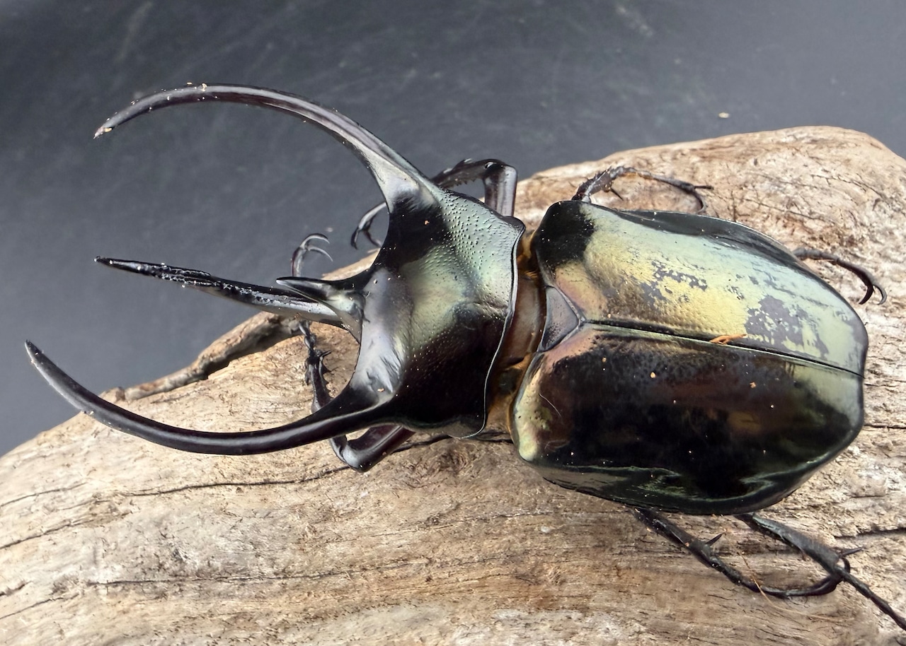 【WD】《サマールアトラス 90mm ペア》