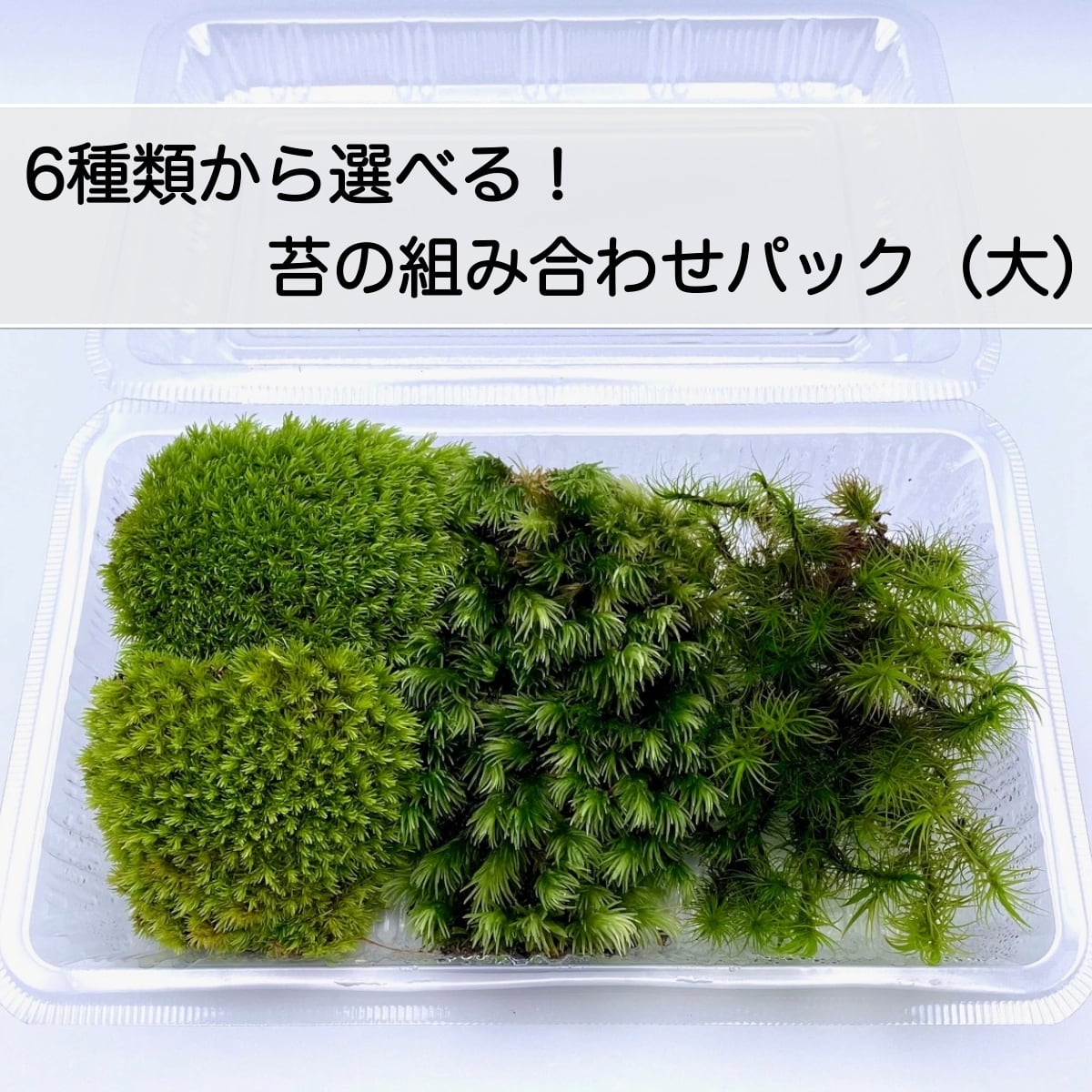 teru3様専用 コケ各種4パレット