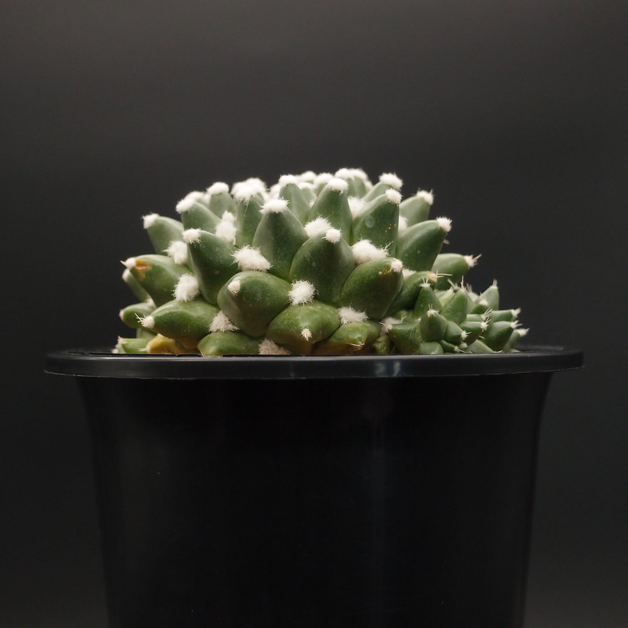 エルサム (B03)：マミラリア属 ※実生 | 万緑 BAN RYOKU