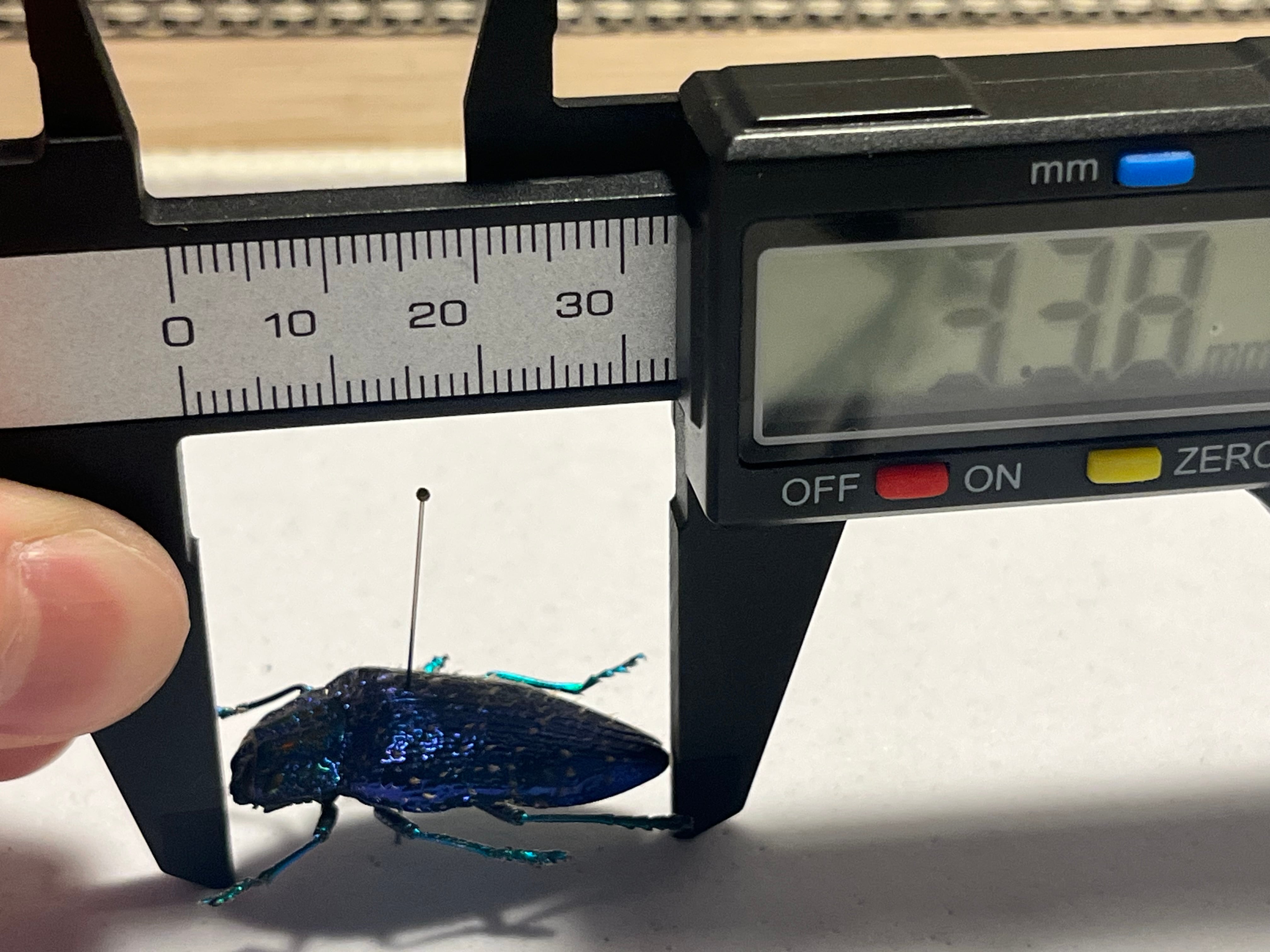 33mm】裏がとんでもなく美しいニシキカワリタマムシ スハンダエ