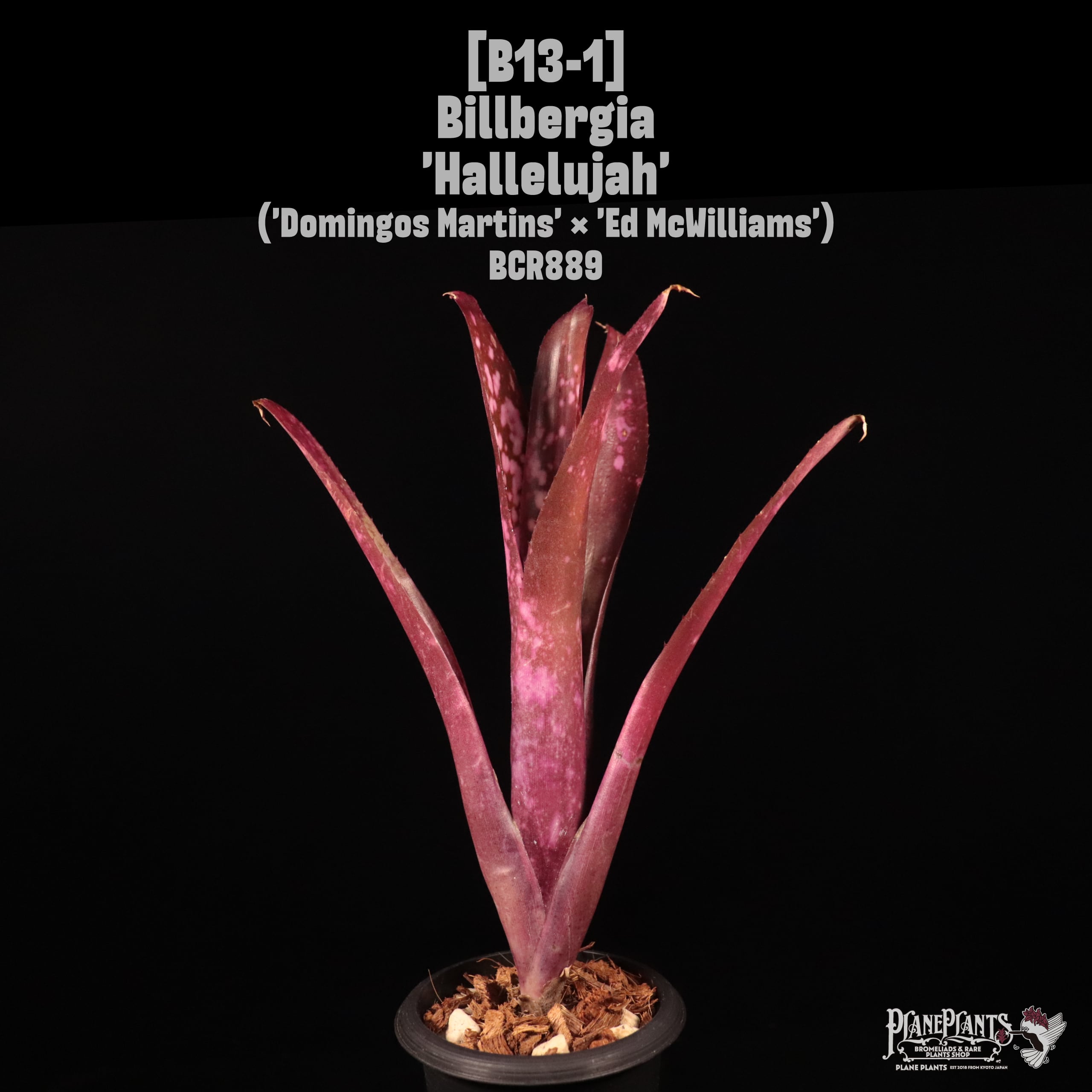 Billbergia 'La Vie En Rose' bromeliad review Billbergia La Vie En Rose