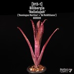 Billbergia 'Hallelujah'〔ビルベルギア〕B13-1