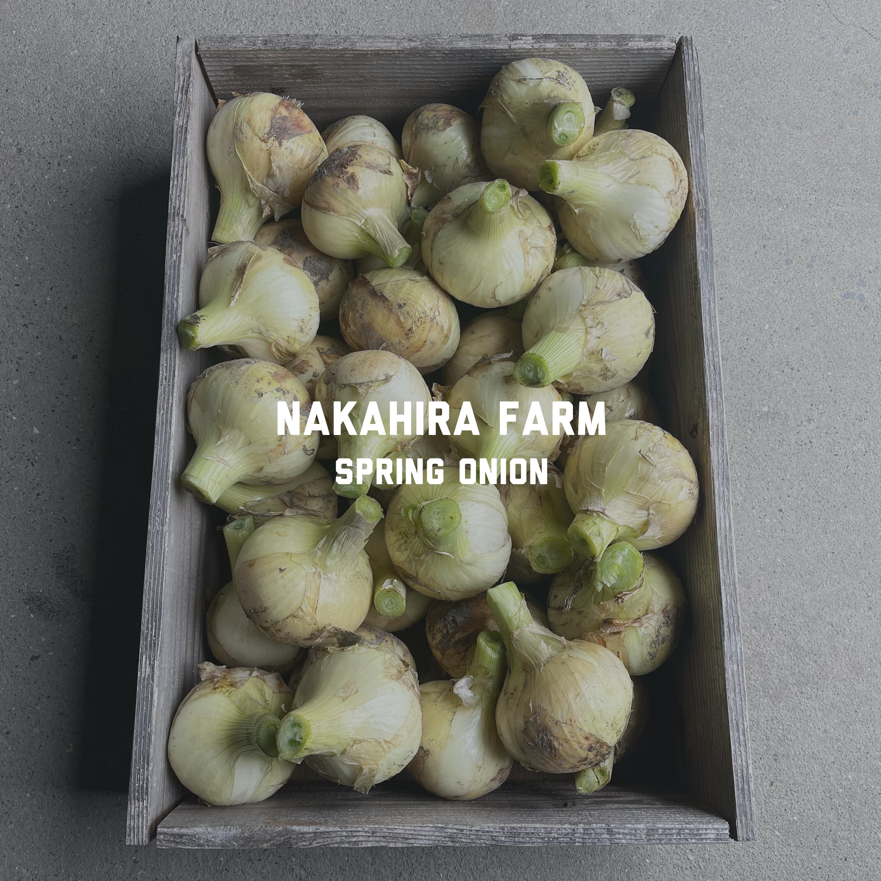 旬を楽しむ！】淡路島 減農薬 新玉ねぎ 七宝 10kg | NAKAHIRA FARM