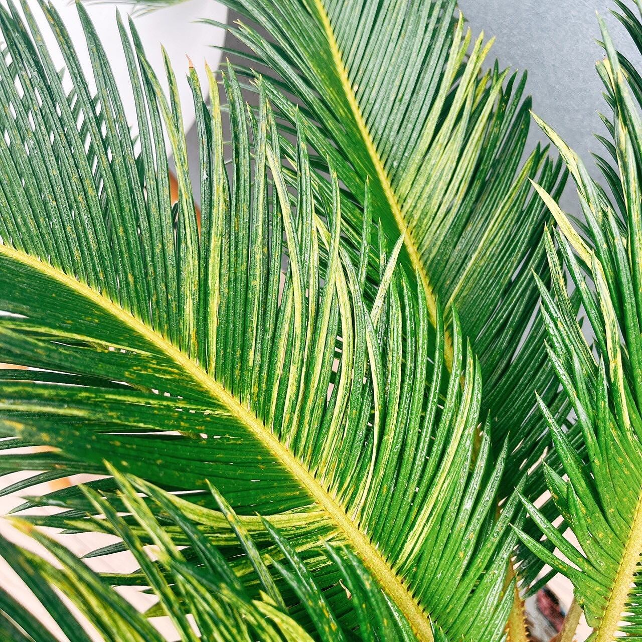 現品］【希少】キンカン ソテツ 斑入り 10号 金環 蘇轍 観葉植物 レア