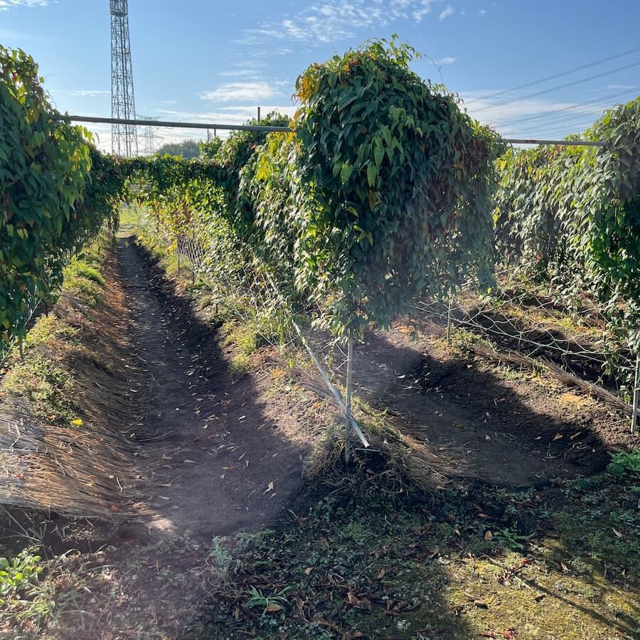 自然薯そば１８個３６食セット業務用緊急仕入れに 楽天市場】自然薯そばの通販