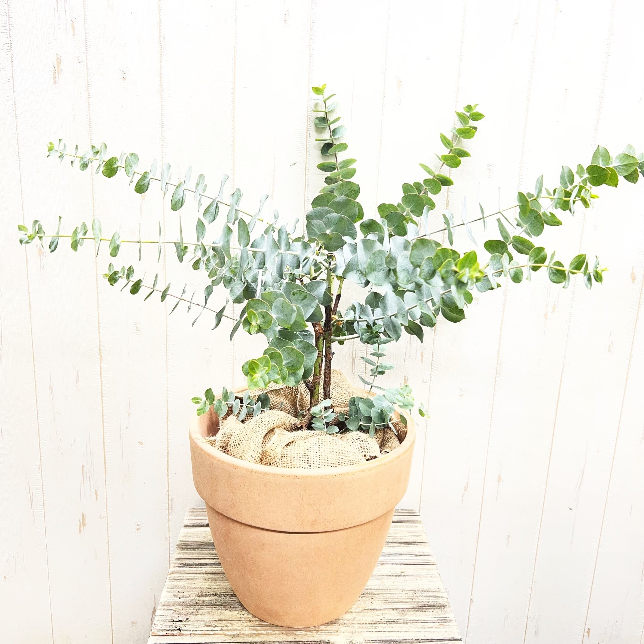 厳選樹形 幹太め ユーカリ ポポラス | PLANTS SHOP OLIVE