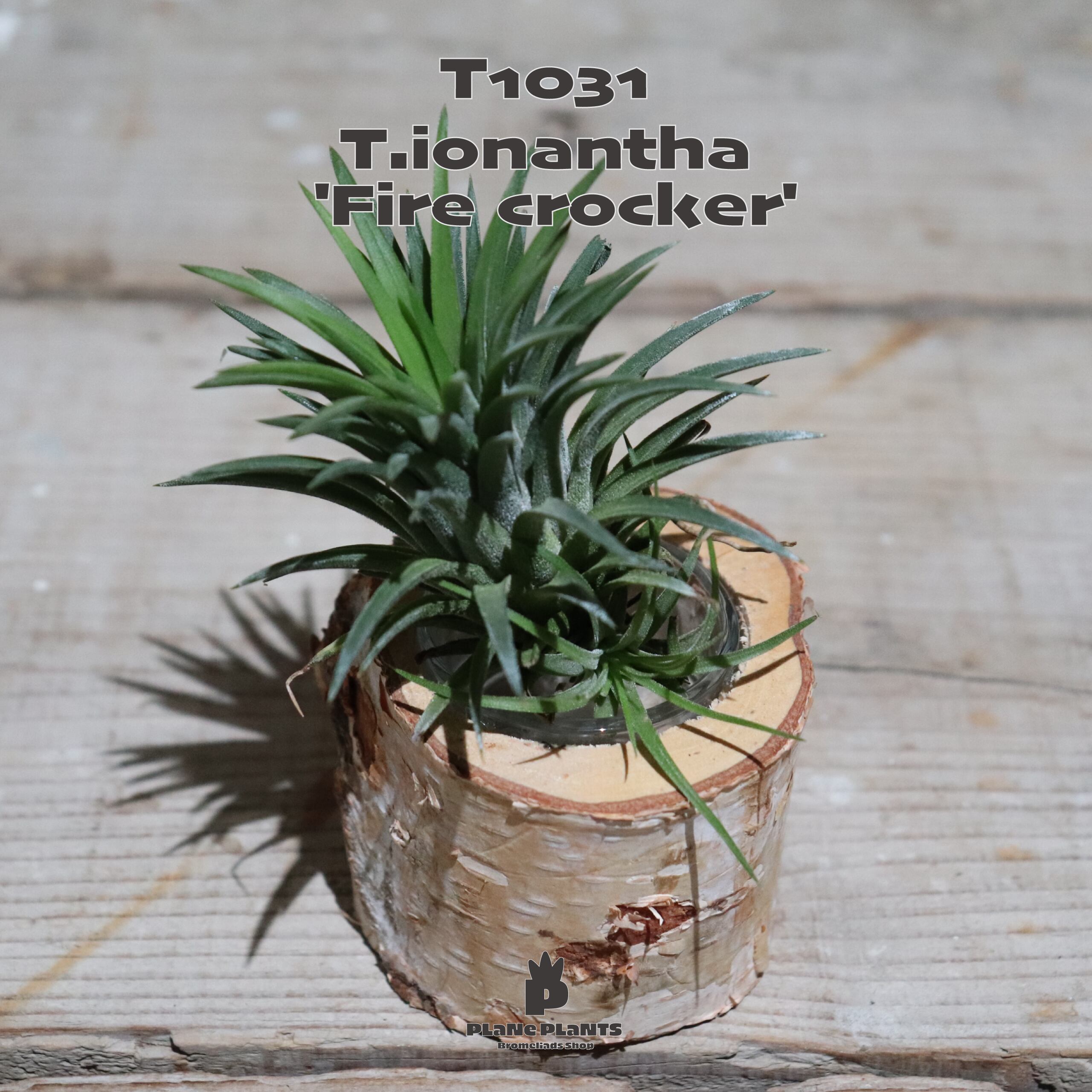 【送料無料】ionantha 'Fire crocker'〔エアプランツ〕現品発送T1031