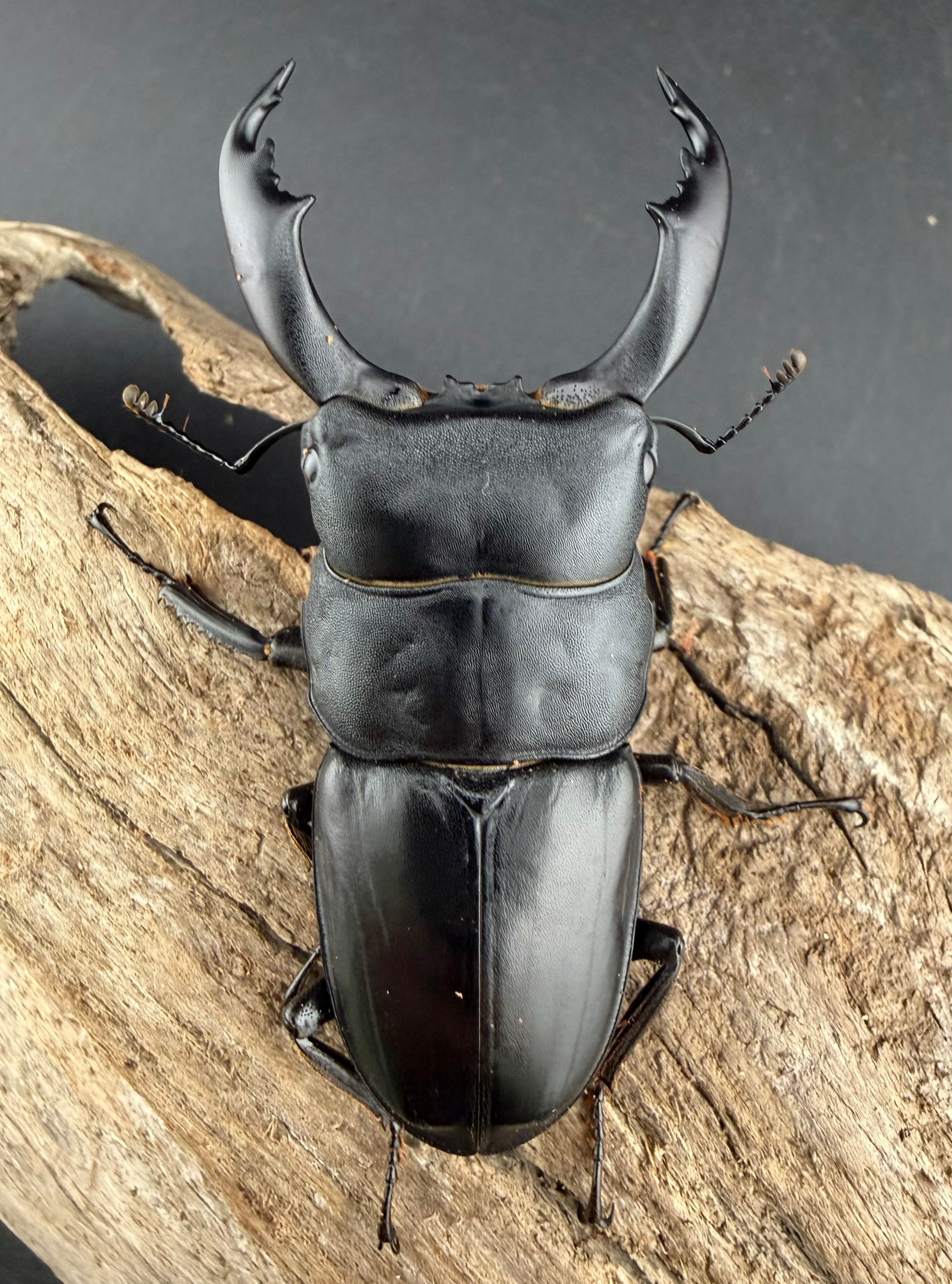 WF2】《カヤパヒラタクワガタ 68mm ペア》 | KPW公式オンラインショップ