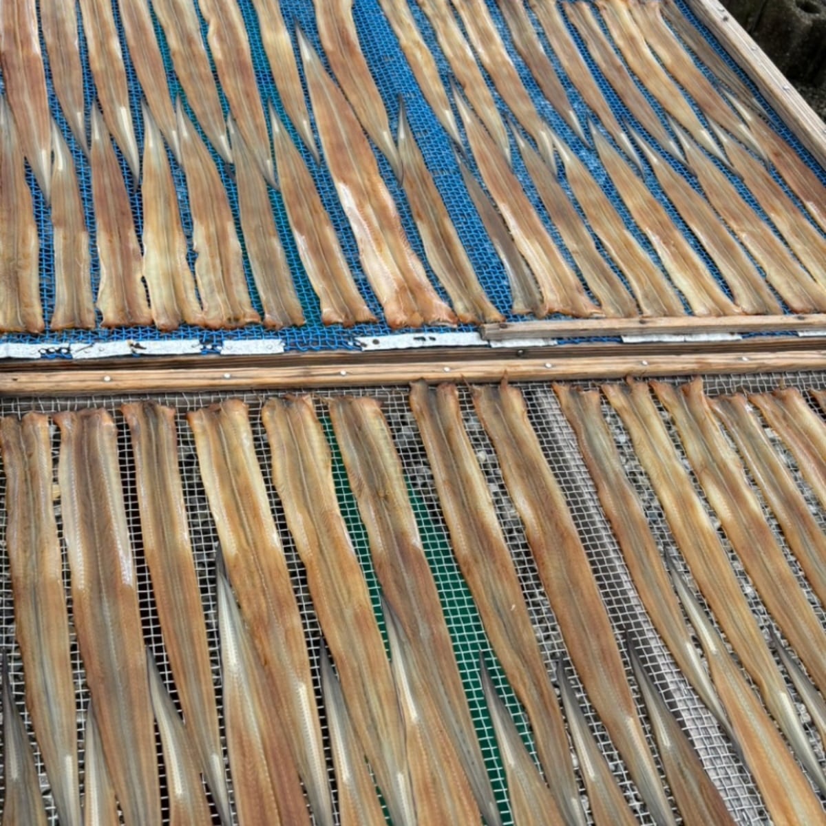 南知多魚新商店　出来立て干物セット（特選上穴子4匹前後（約150g）、本かます3匹、イワシ10匹）冷蔵