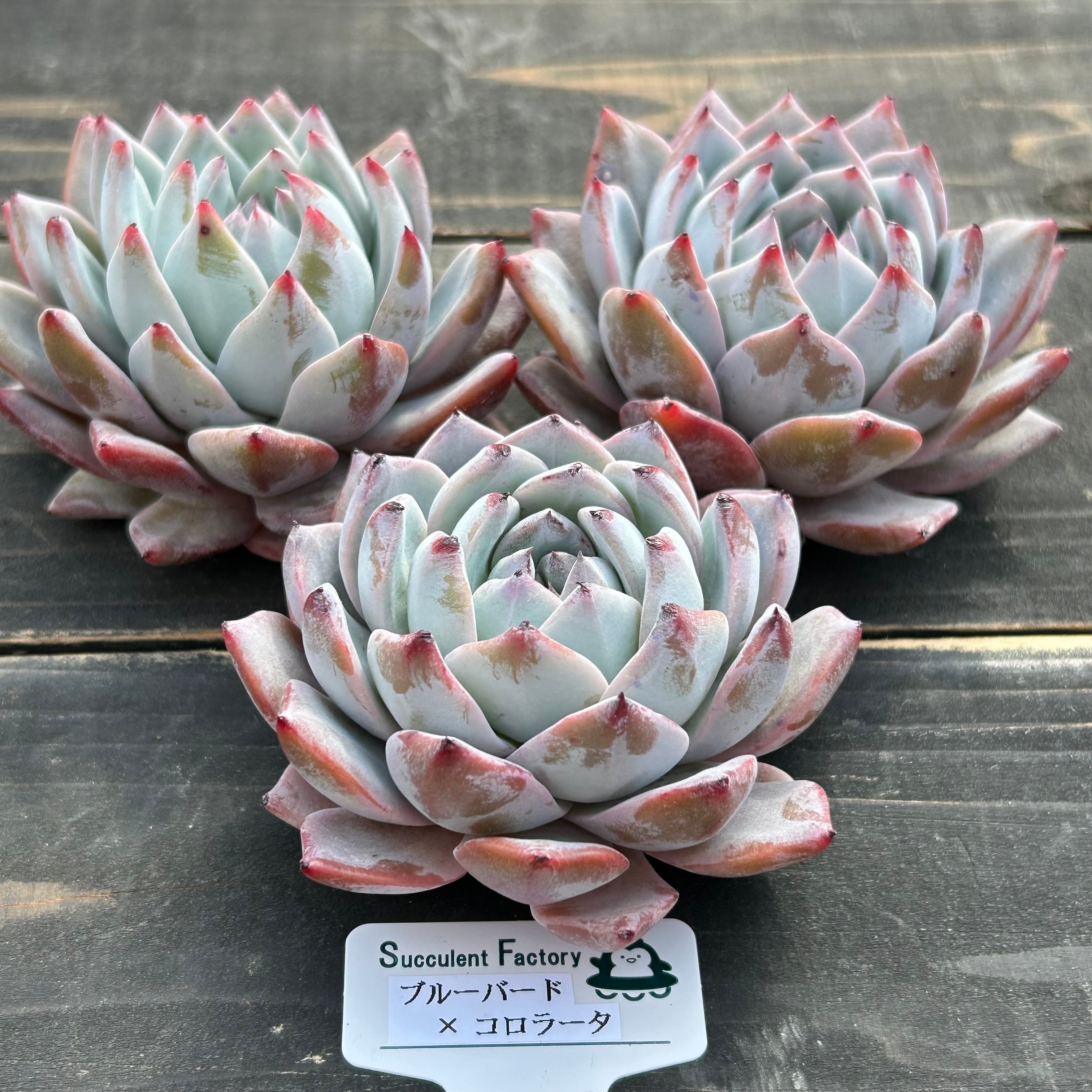 胴切り群生株】Euphorbia polygona “Snow flake ”ユーフォルビア